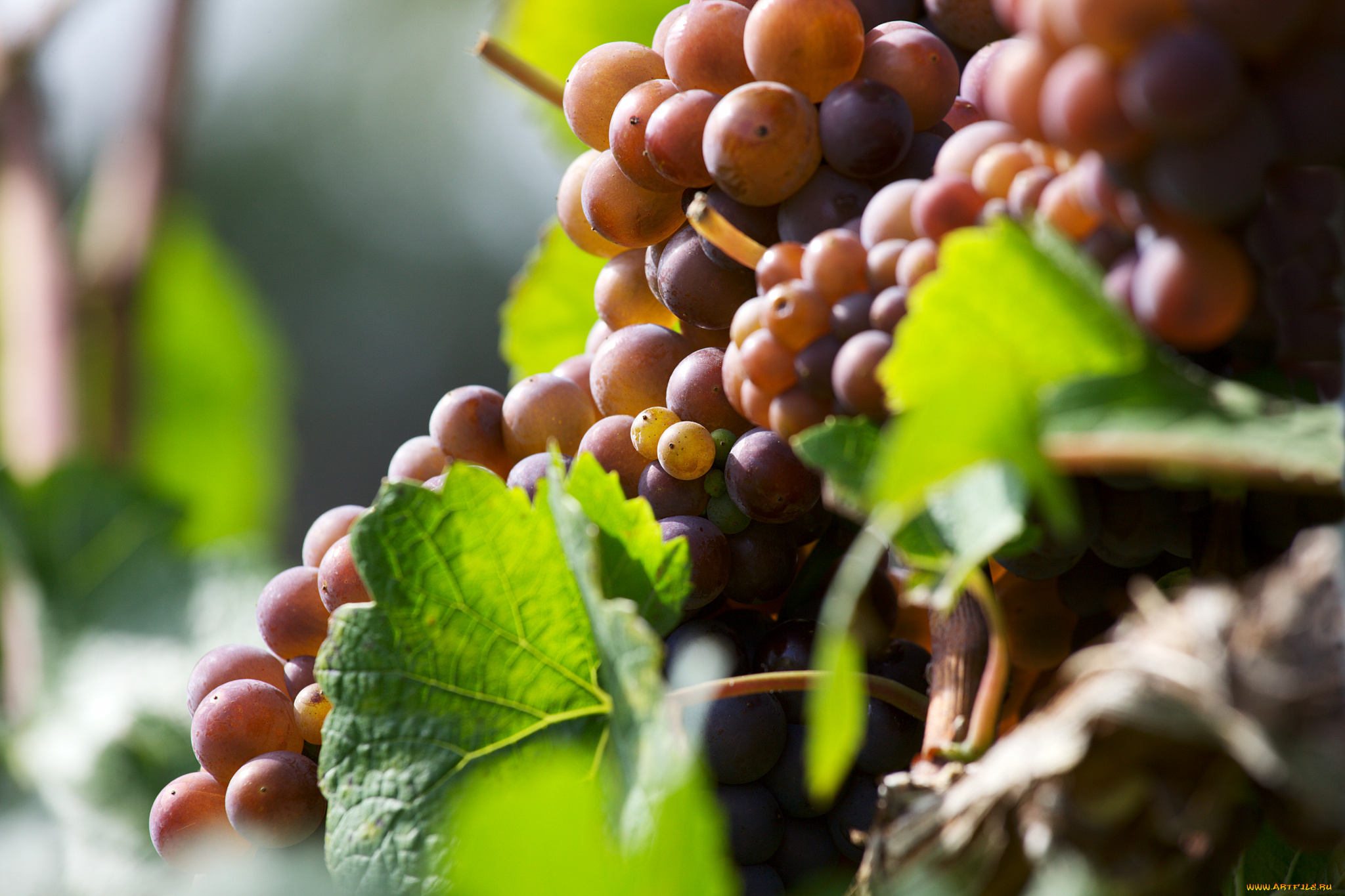 природа, Ягоды, , виноград, leaves, grapes, the, vineyard, виноград, грозди, листва, виноградник