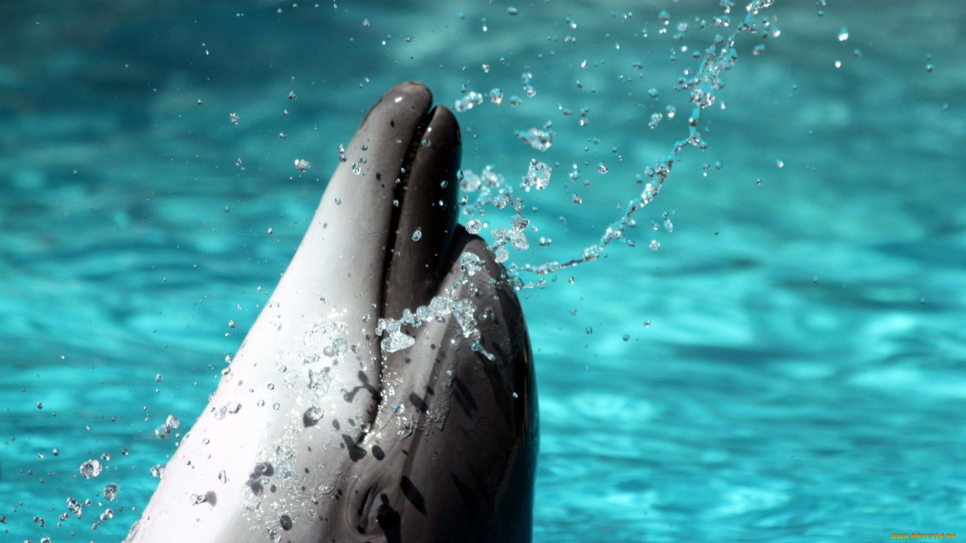 животные, дельфины, дельфин, вода, брызги