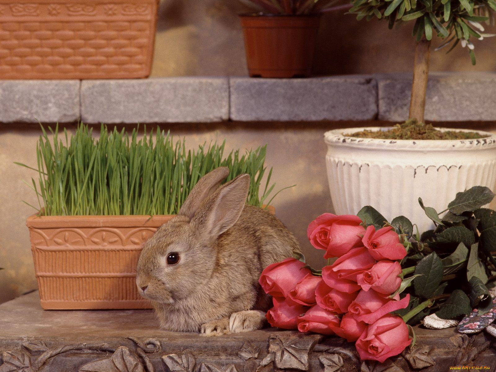 garden, hare, животные, кролики, зайцы
