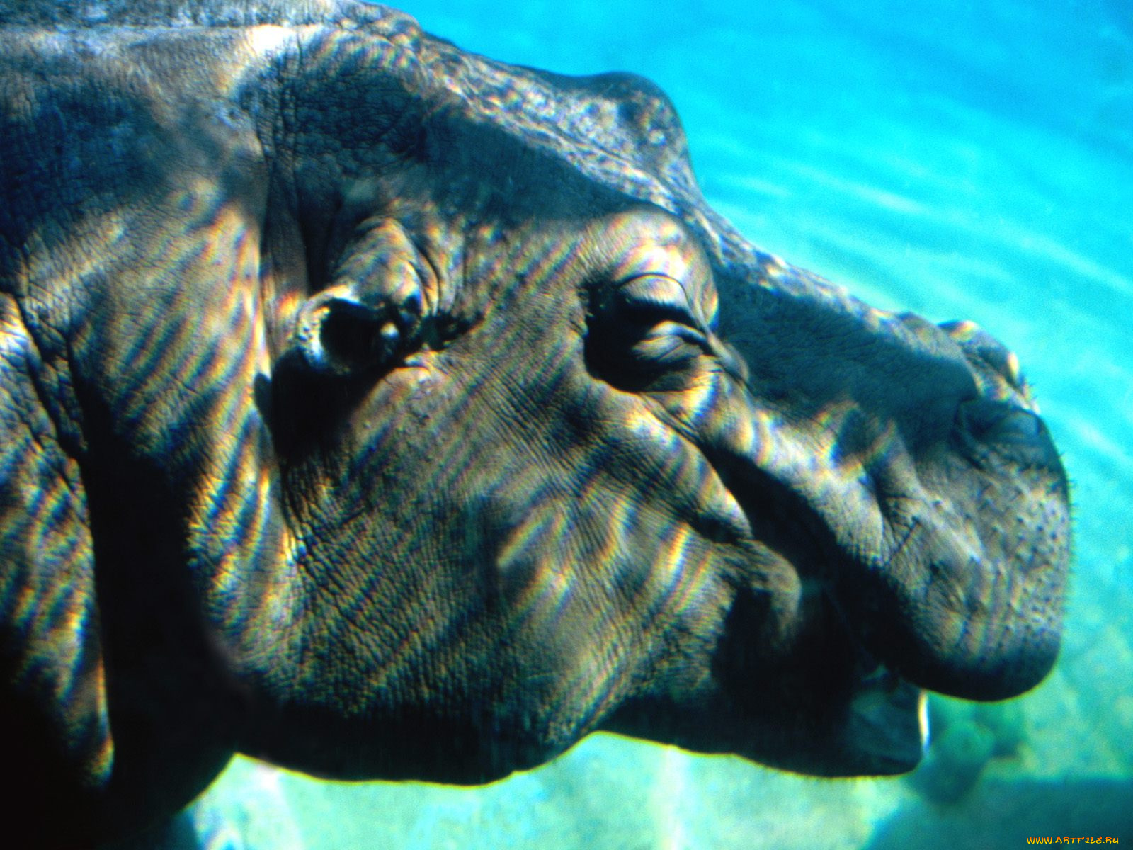 underwater, hippopotamus, животные, бегемоты