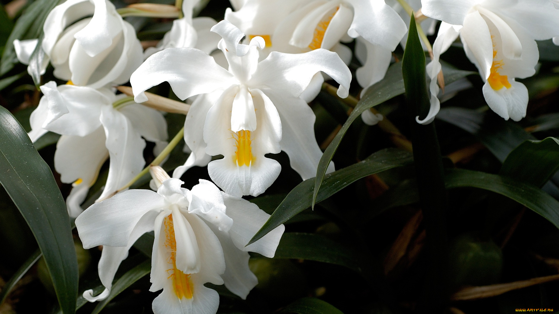 цветы, орхидеи, много, ветка, белый