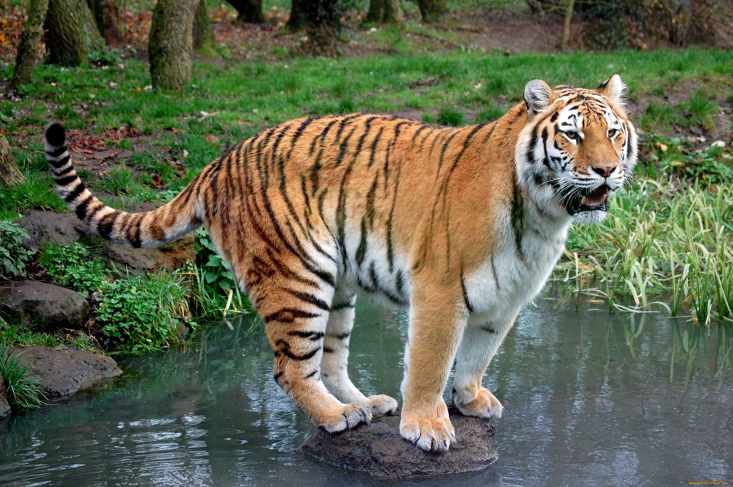 животные, тигры, водоем, камень, полосатый, хищник