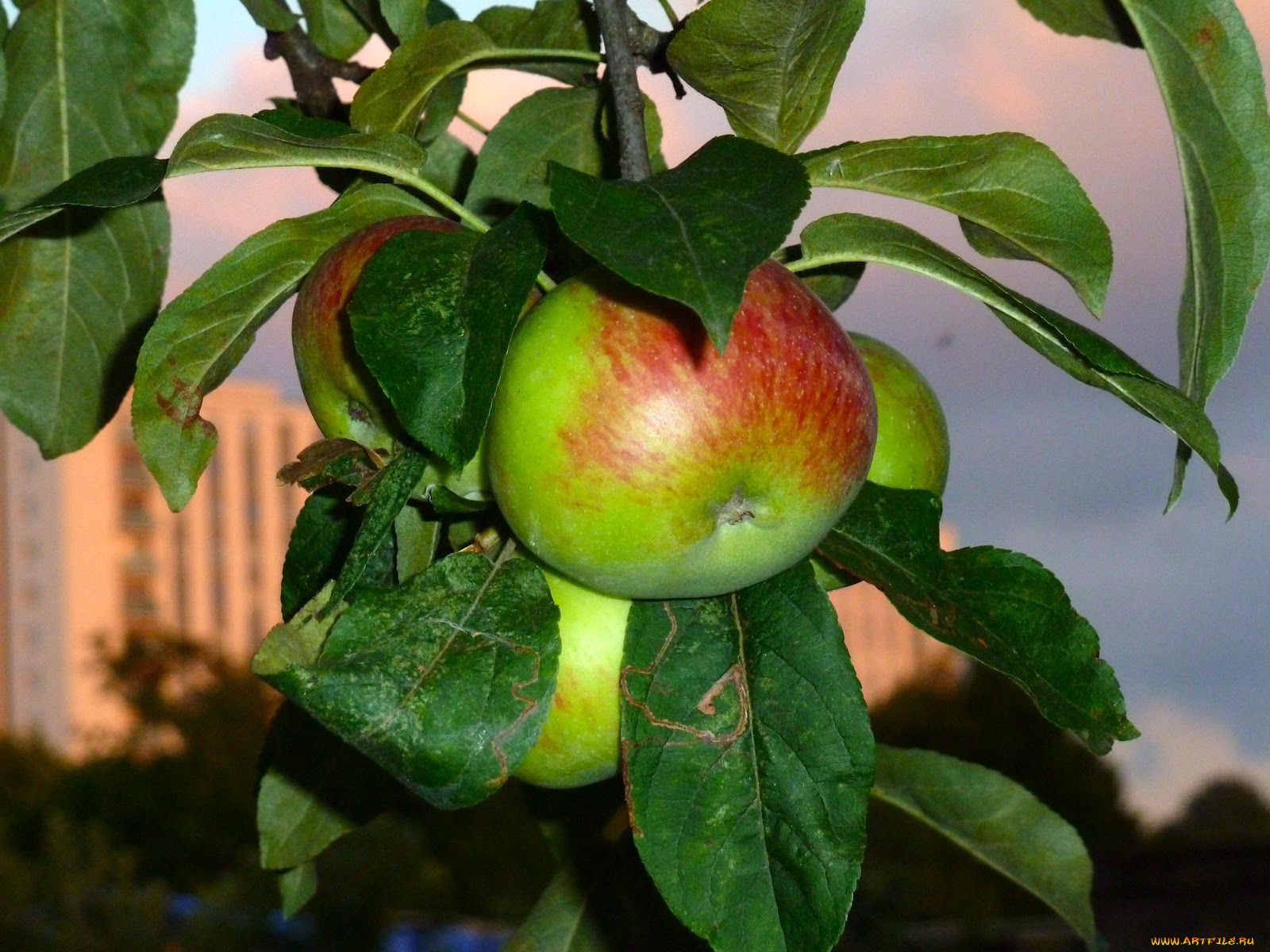природа, плоды, листья, яблоко, ветка