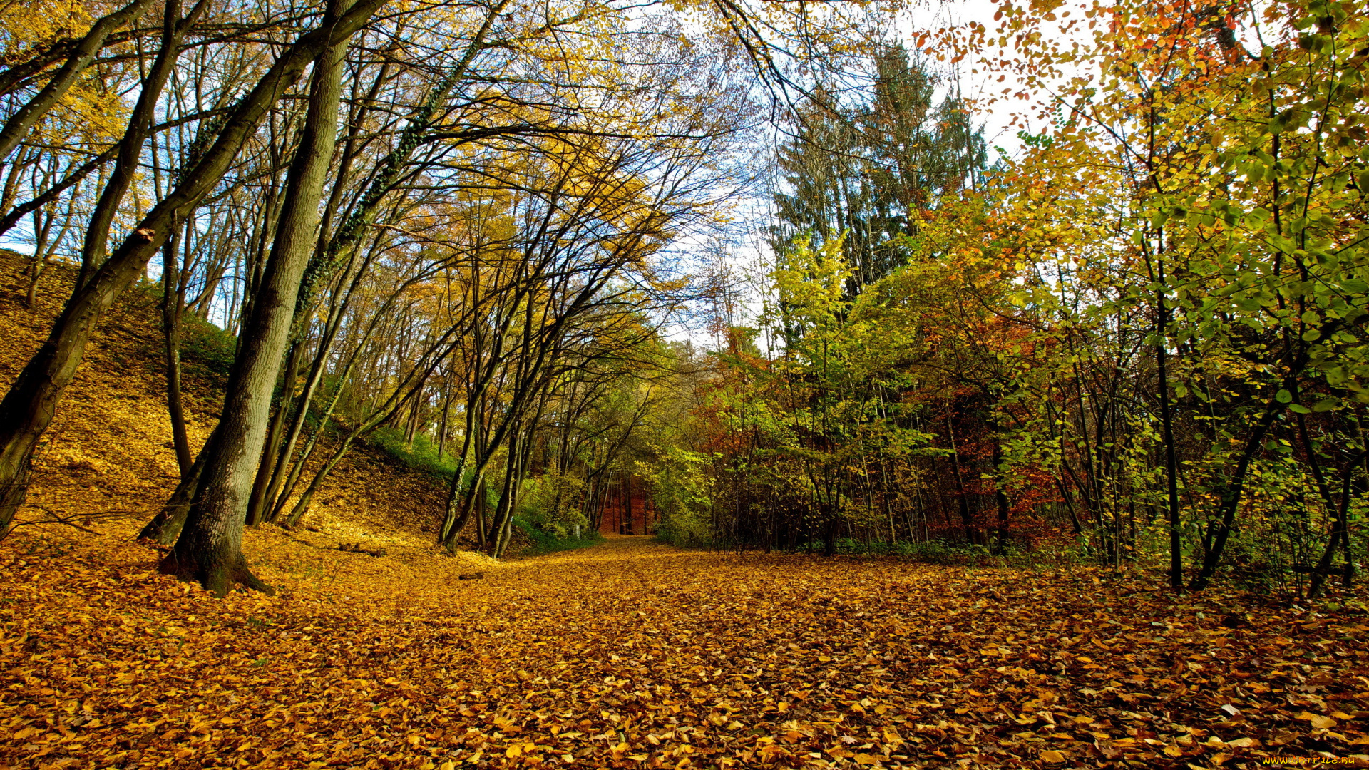 природа, дороги, листья, осень