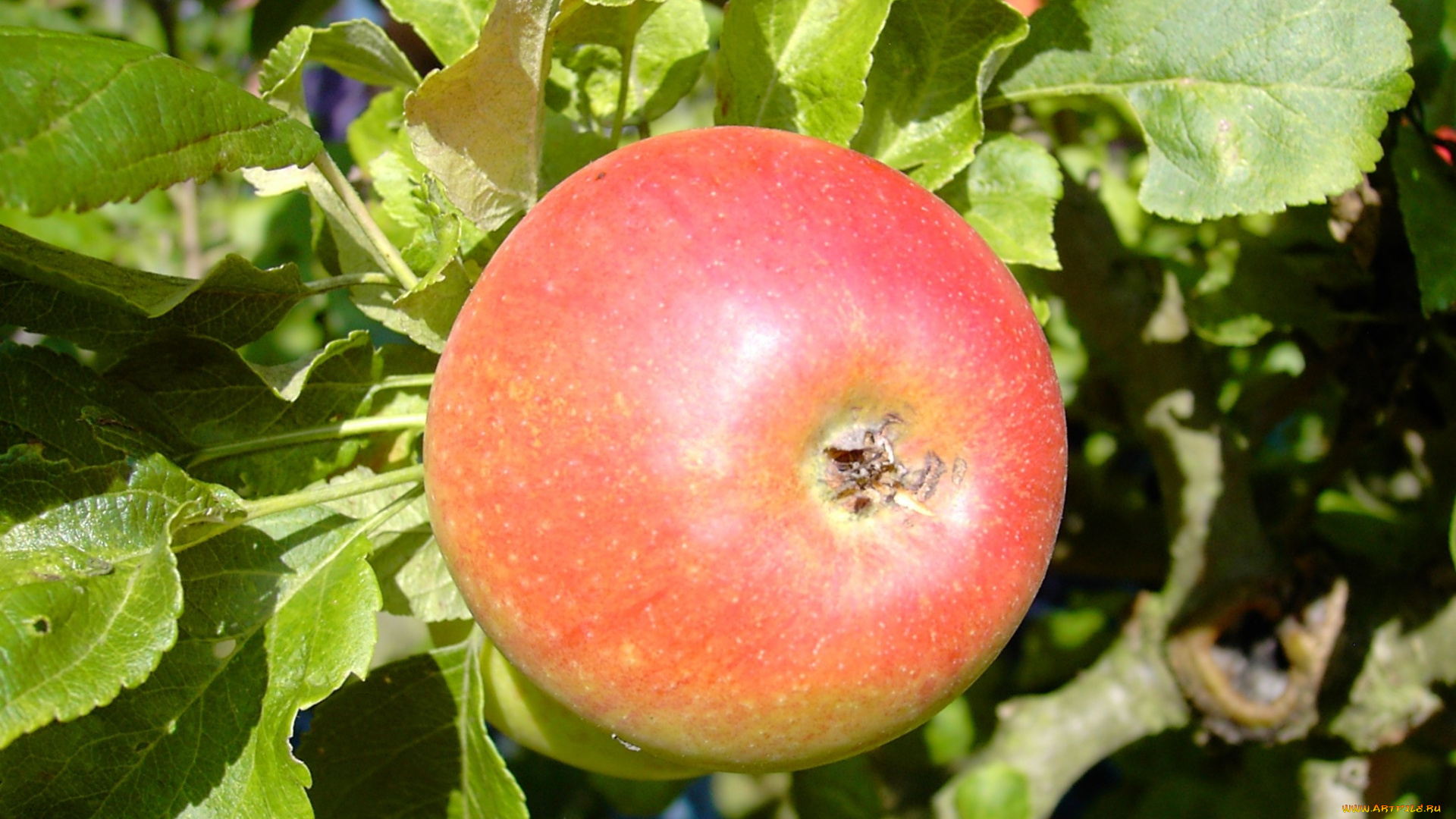 природа, плоды, яблоко, ветка