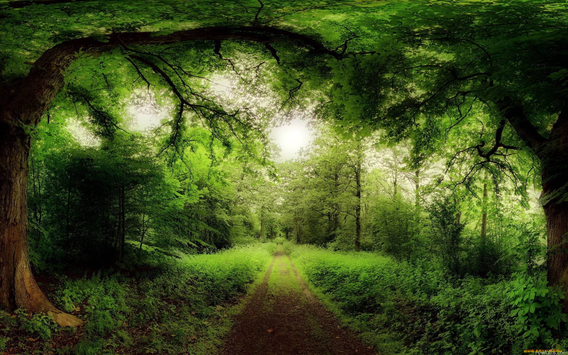forest, природа, дороги, лес, деревья, кроны, дорога, изумрудный