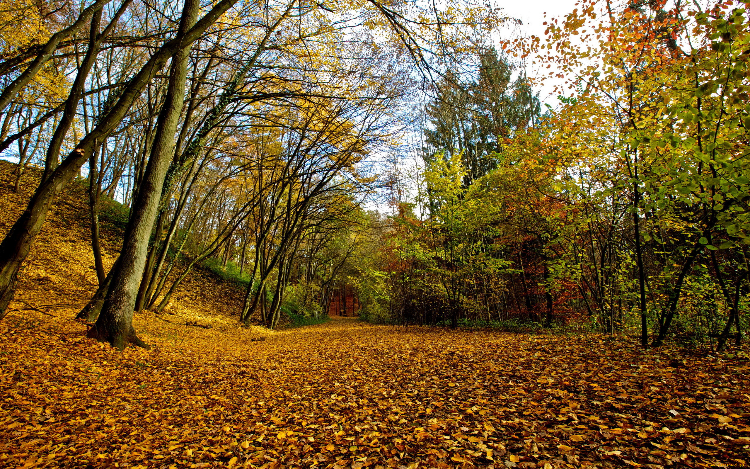 природа, дороги, листья, осень