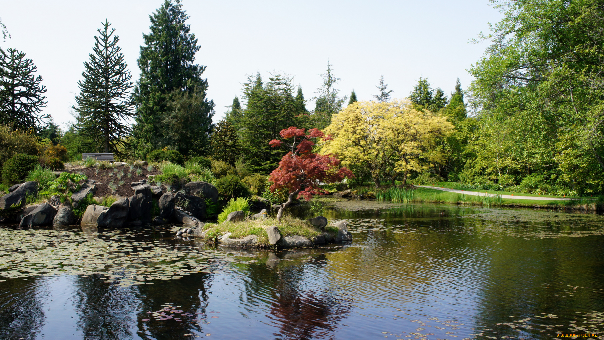 vandusen, botanical, garden, vancouver, канада, природа, парк, цветы, деревья, сад, клумба, пруд