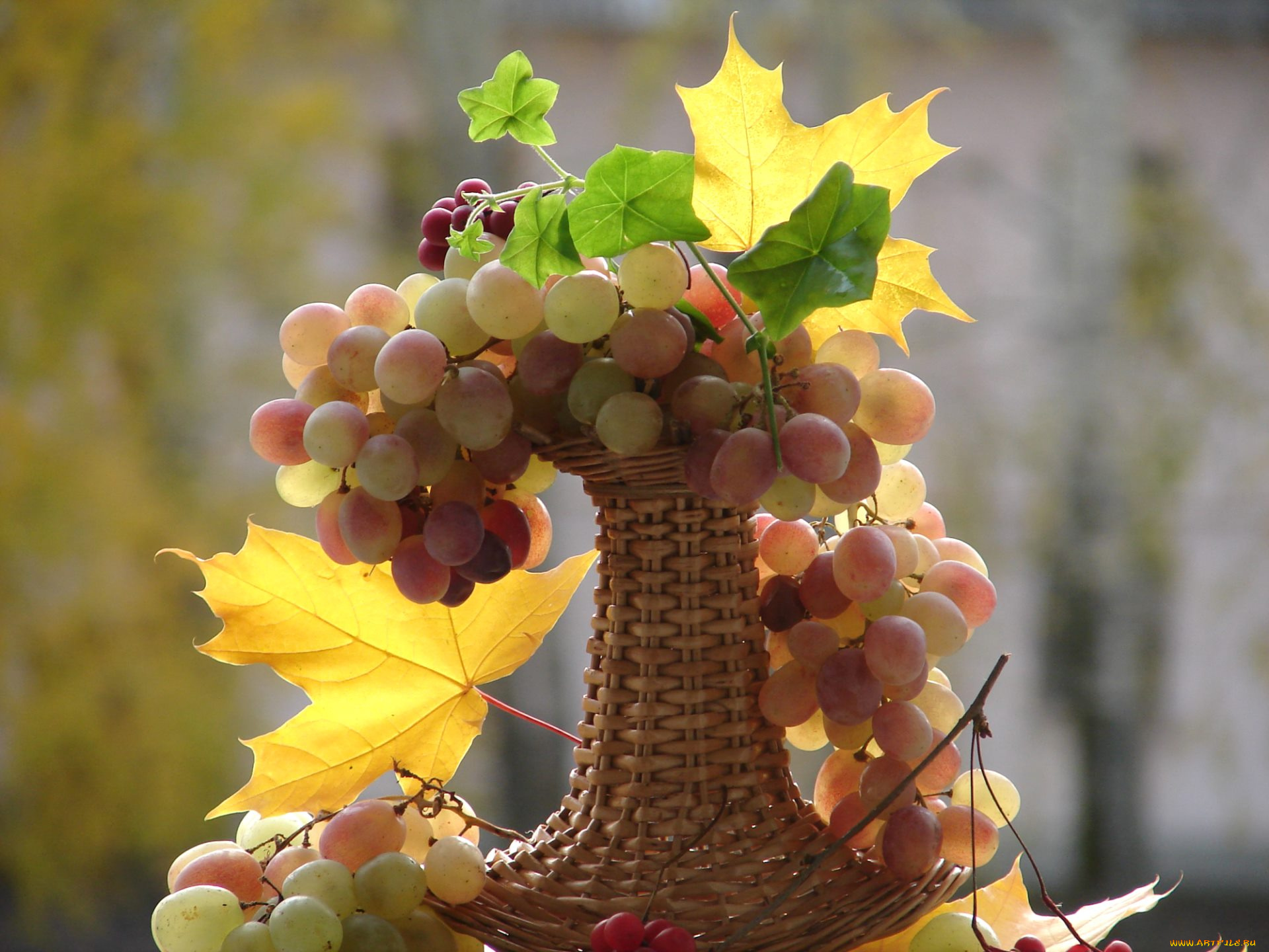 еда, виноград, осень, клен, листья, ягоды