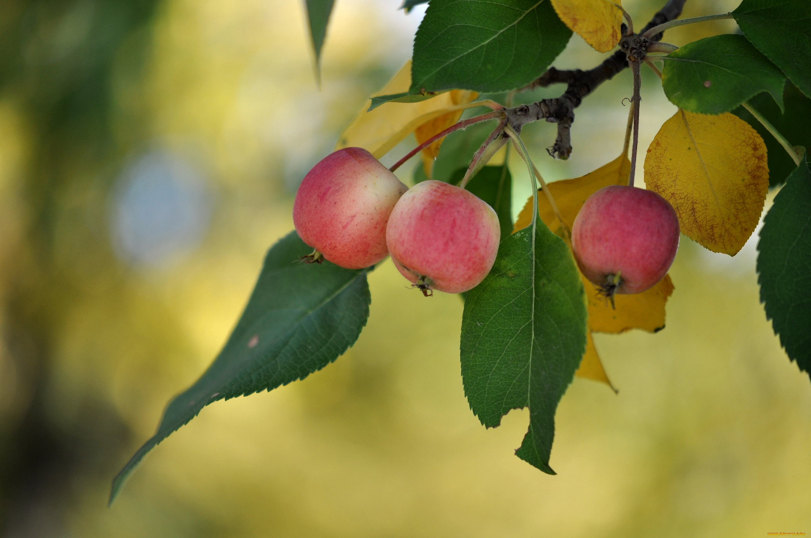 природа, плоды, яблочки