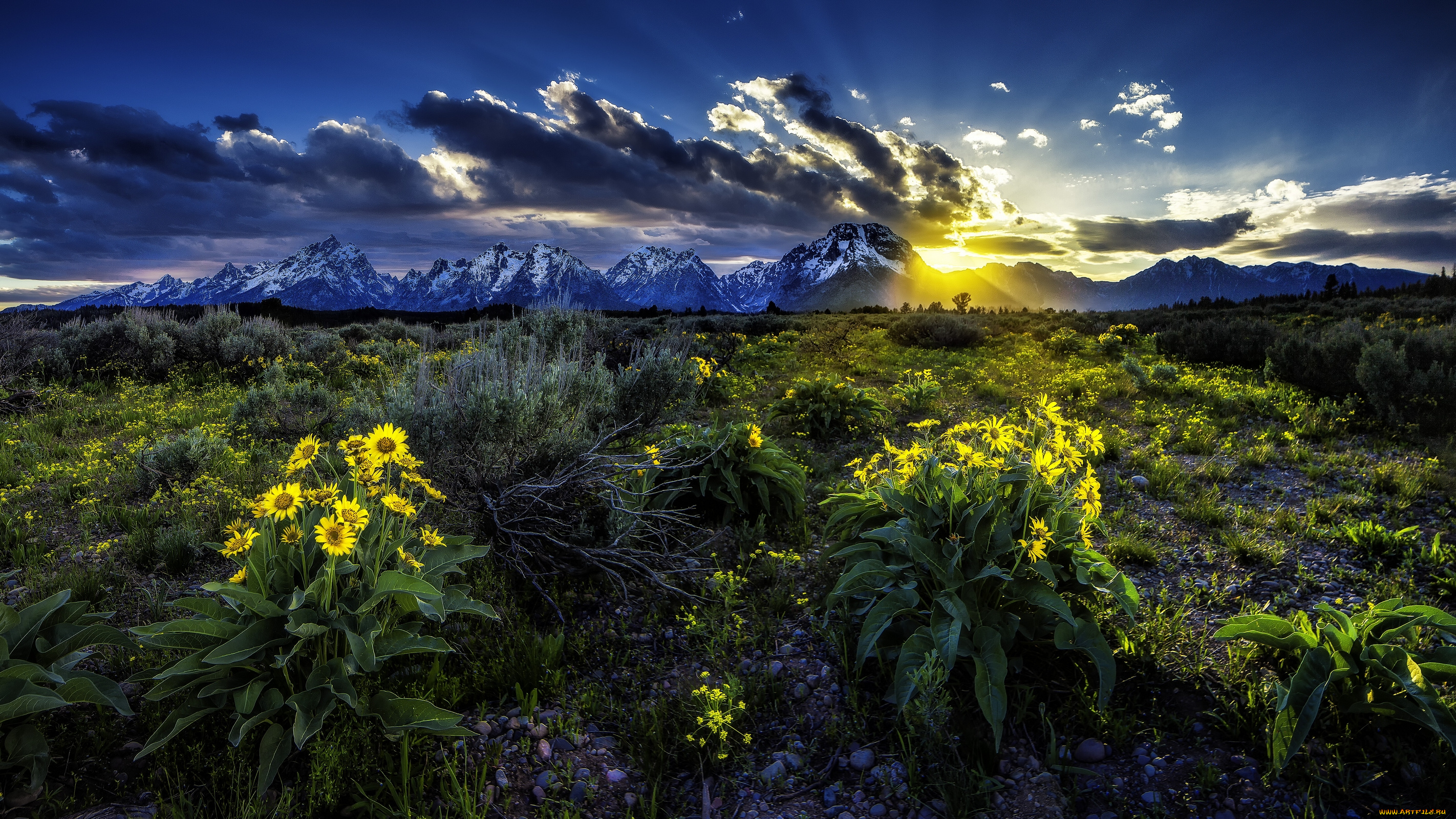 rocky, mountains, grand, teton, national, park, wyoming, природа, восходы, закаты, скалистые, горы, гранд-титон, вайоминг, луг, цветы, бальзамориза, рассвет, восход