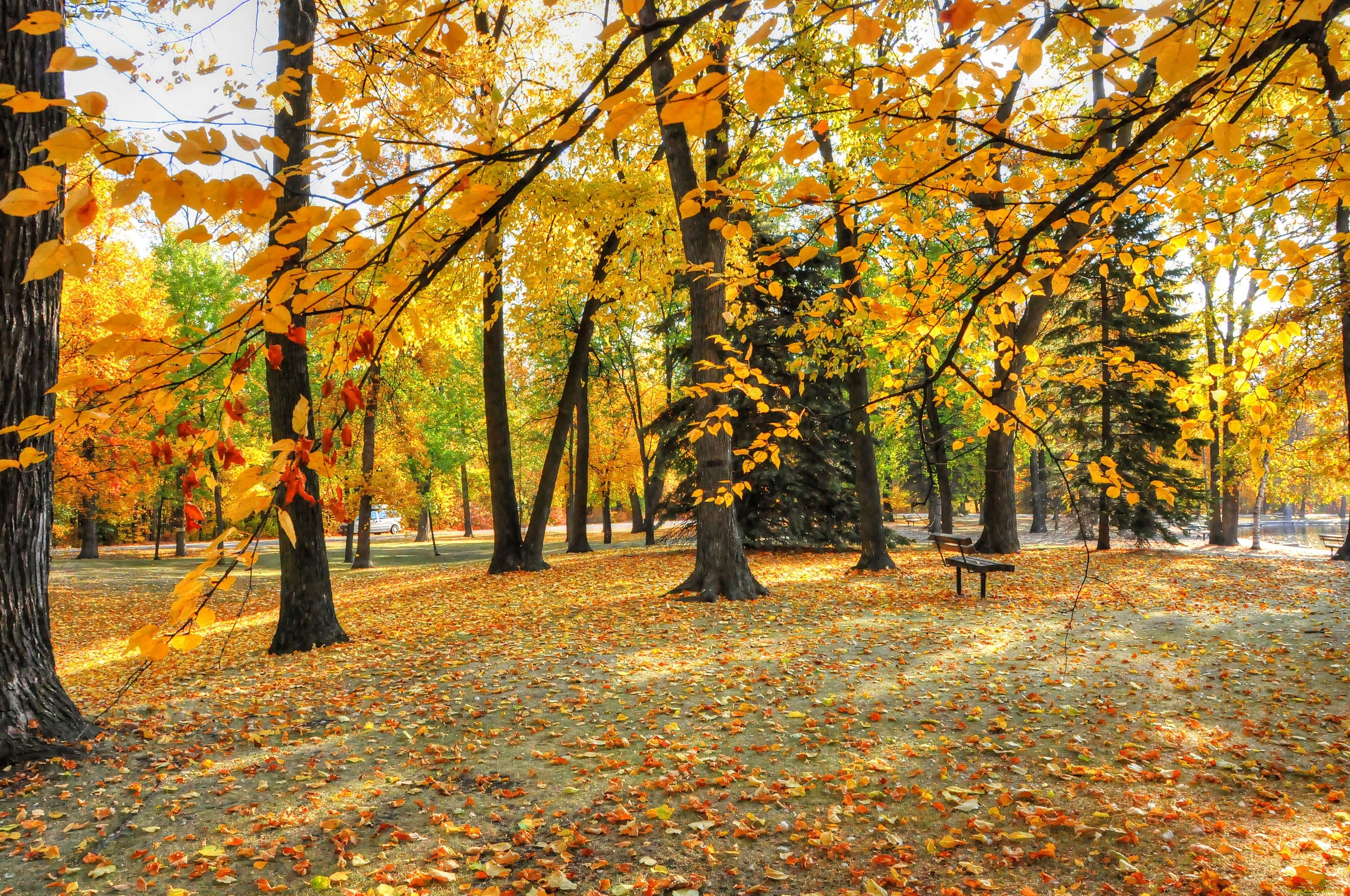 природа, деревья, парк, осень, листья