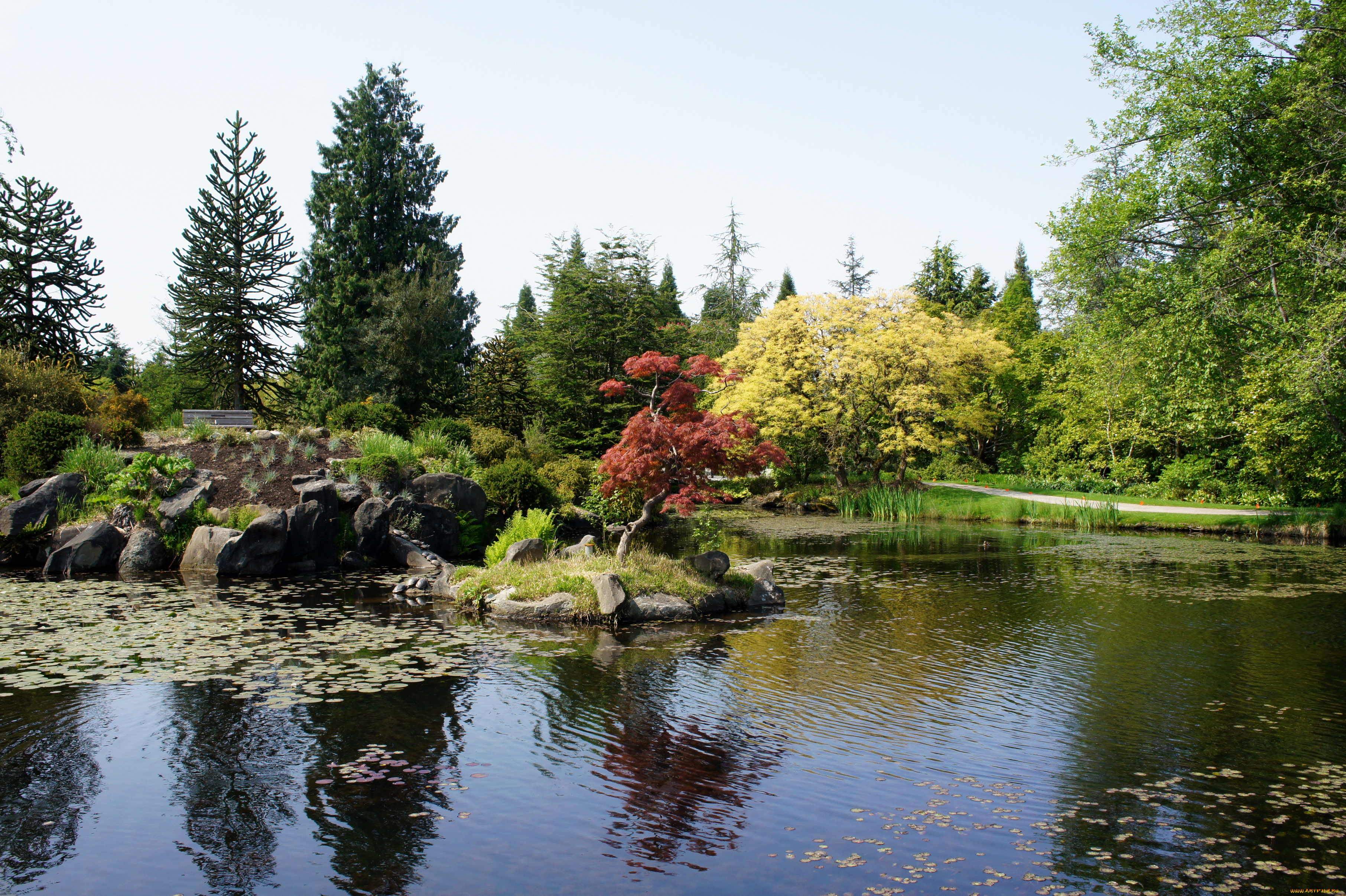 vandusen, botanical, garden, vancouver, канада, природа, парк, цветы, деревья, сад, клумба, пруд