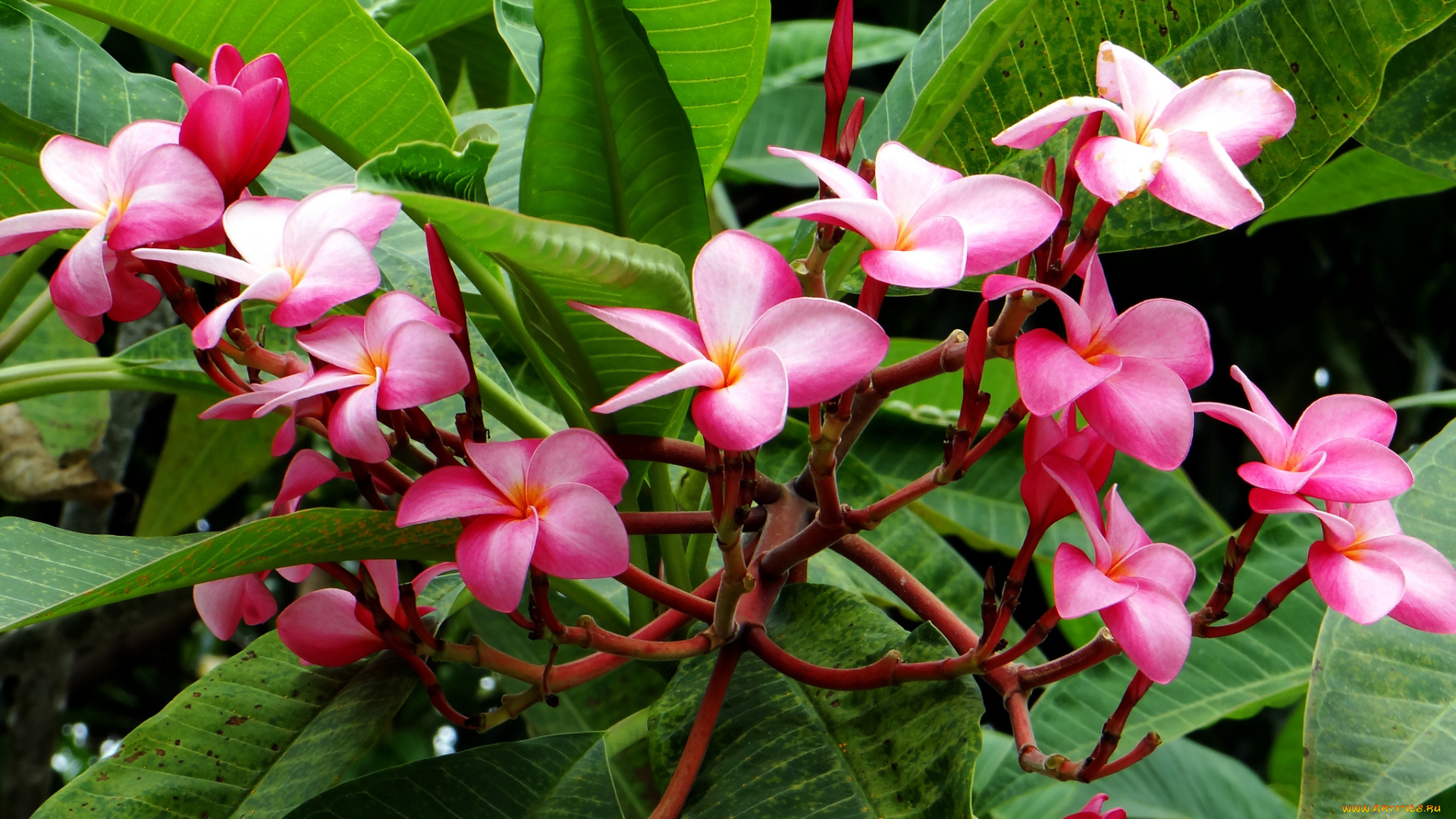 цветы, плюмерия, цветение, ветка, листья, лепестки, branch, flowering, leaves, plumeria, petals