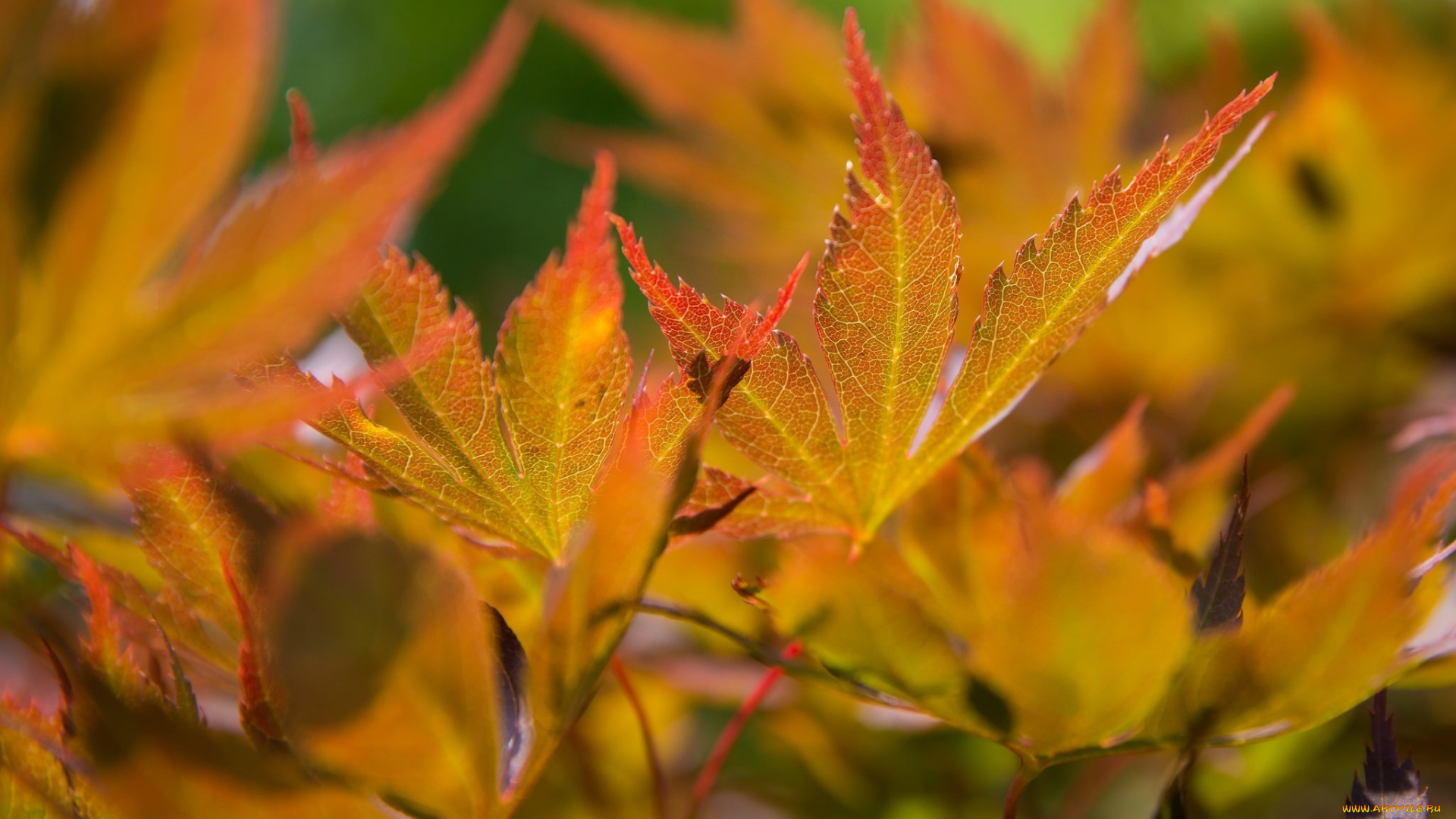 природа, листья, оранжевый, макро, осень