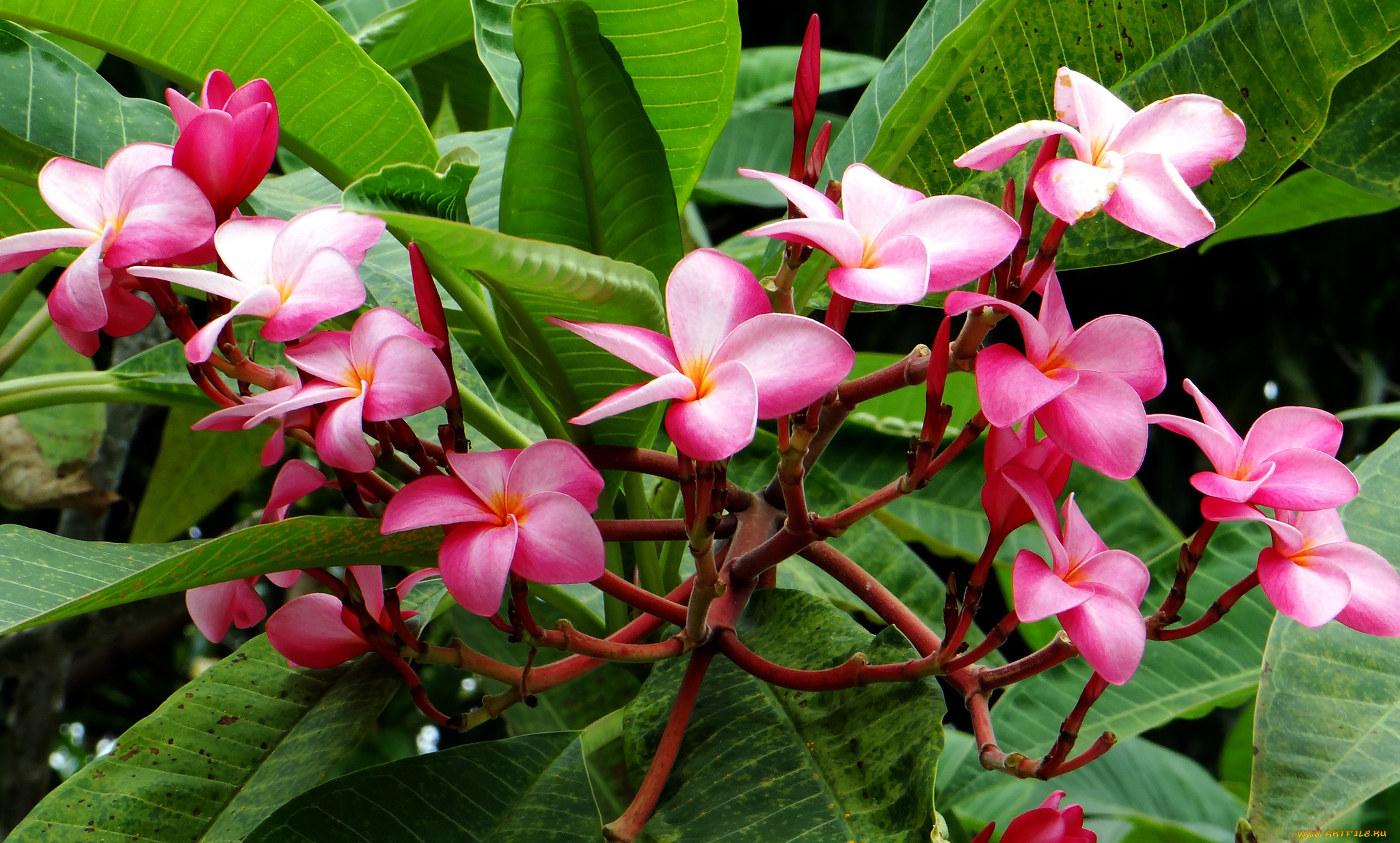 цветы, плюмерия, цветение, ветка, листья, лепестки, branch, flowering, leaves, plumeria, petals