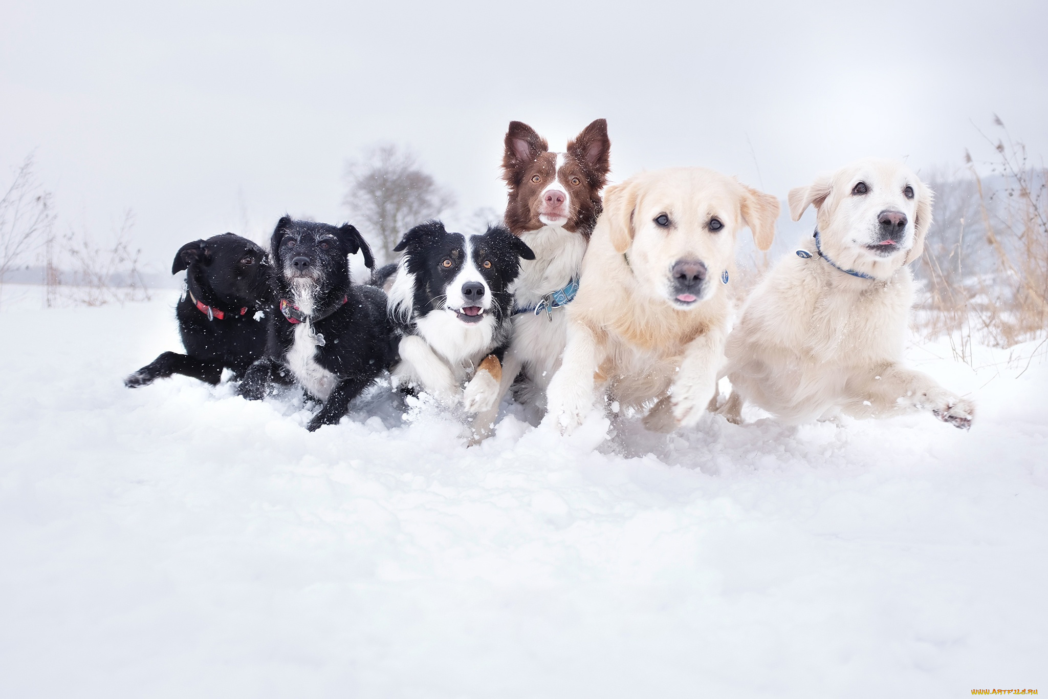 животные, собаки, свора, порода, разные, морды, сугроб, снег, бег