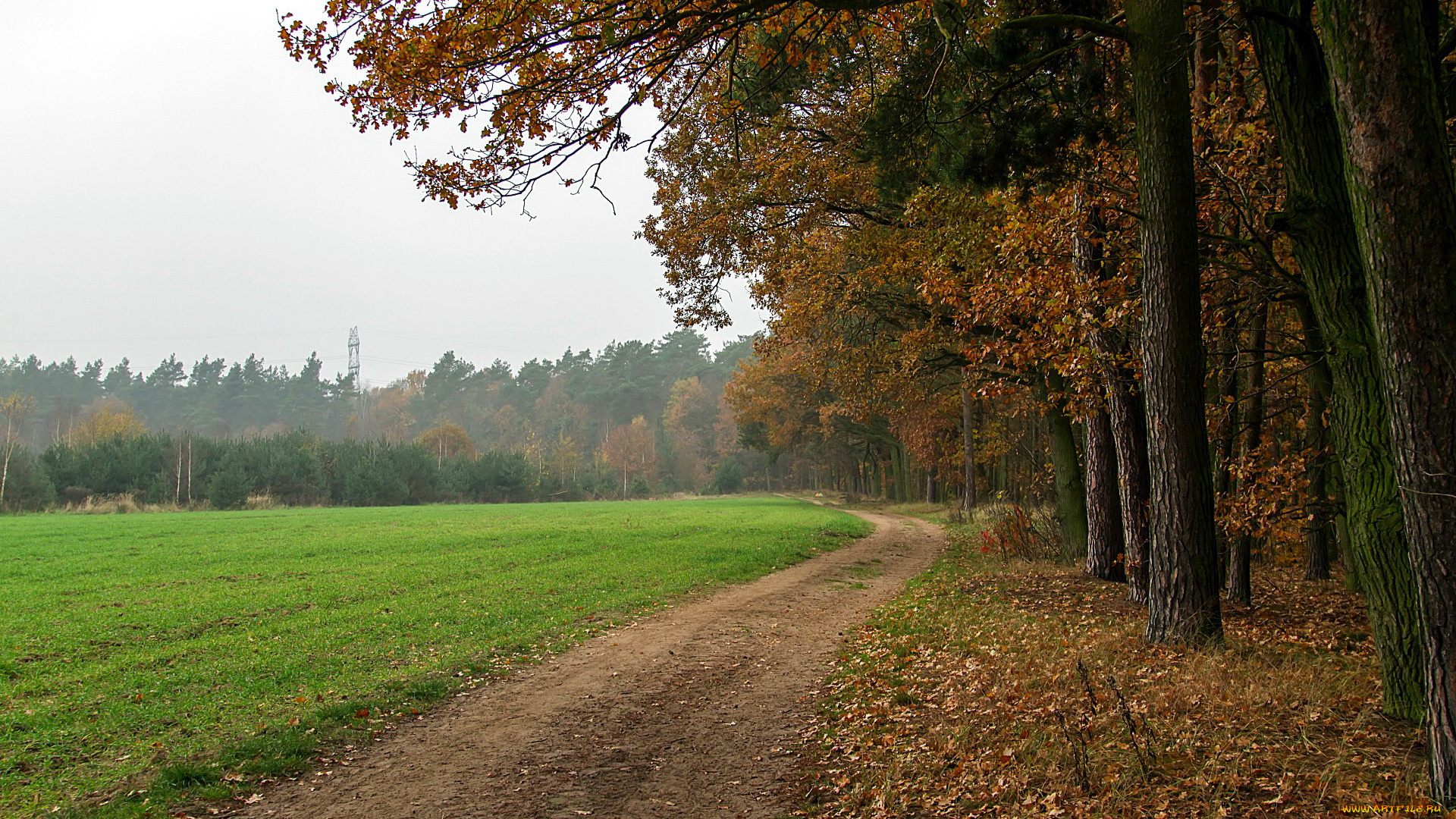 природа, дороги, осень, листопад, лес, дорога, поле