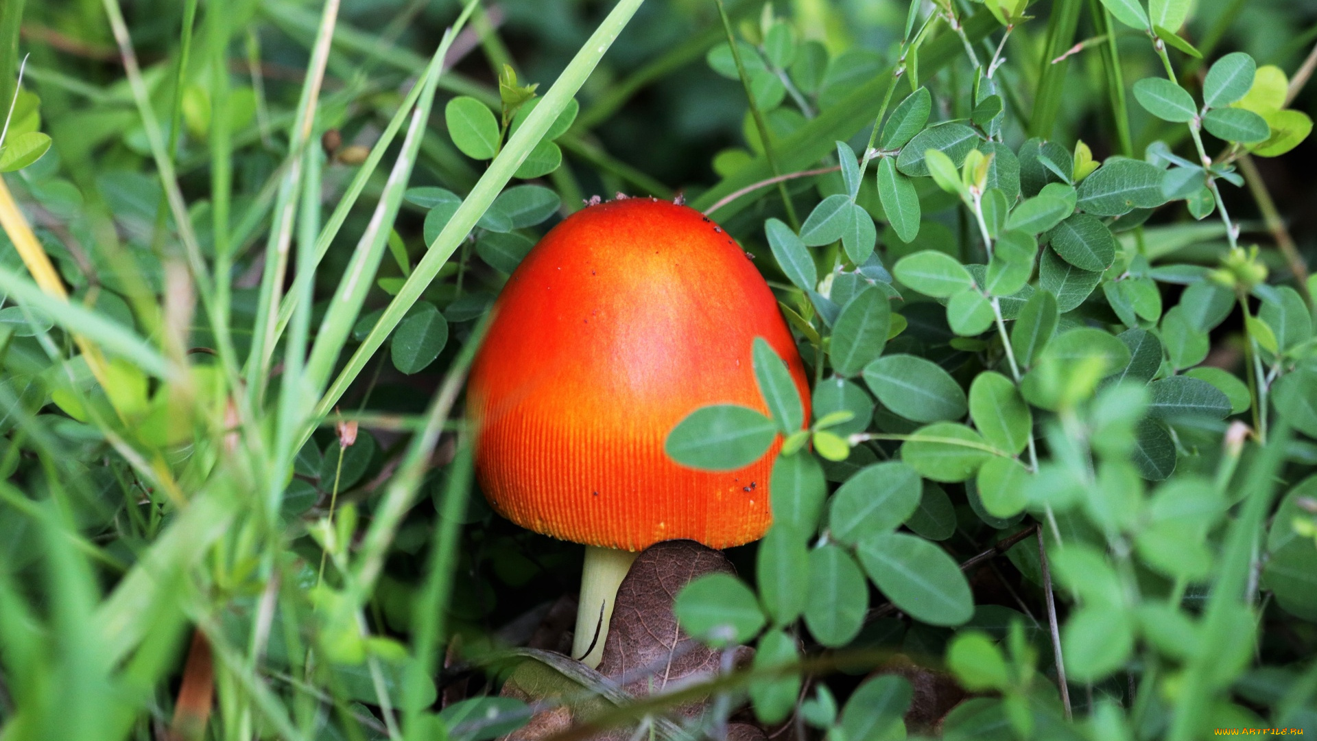 природа, грибы, , мухомор, шляпка, оранжевая