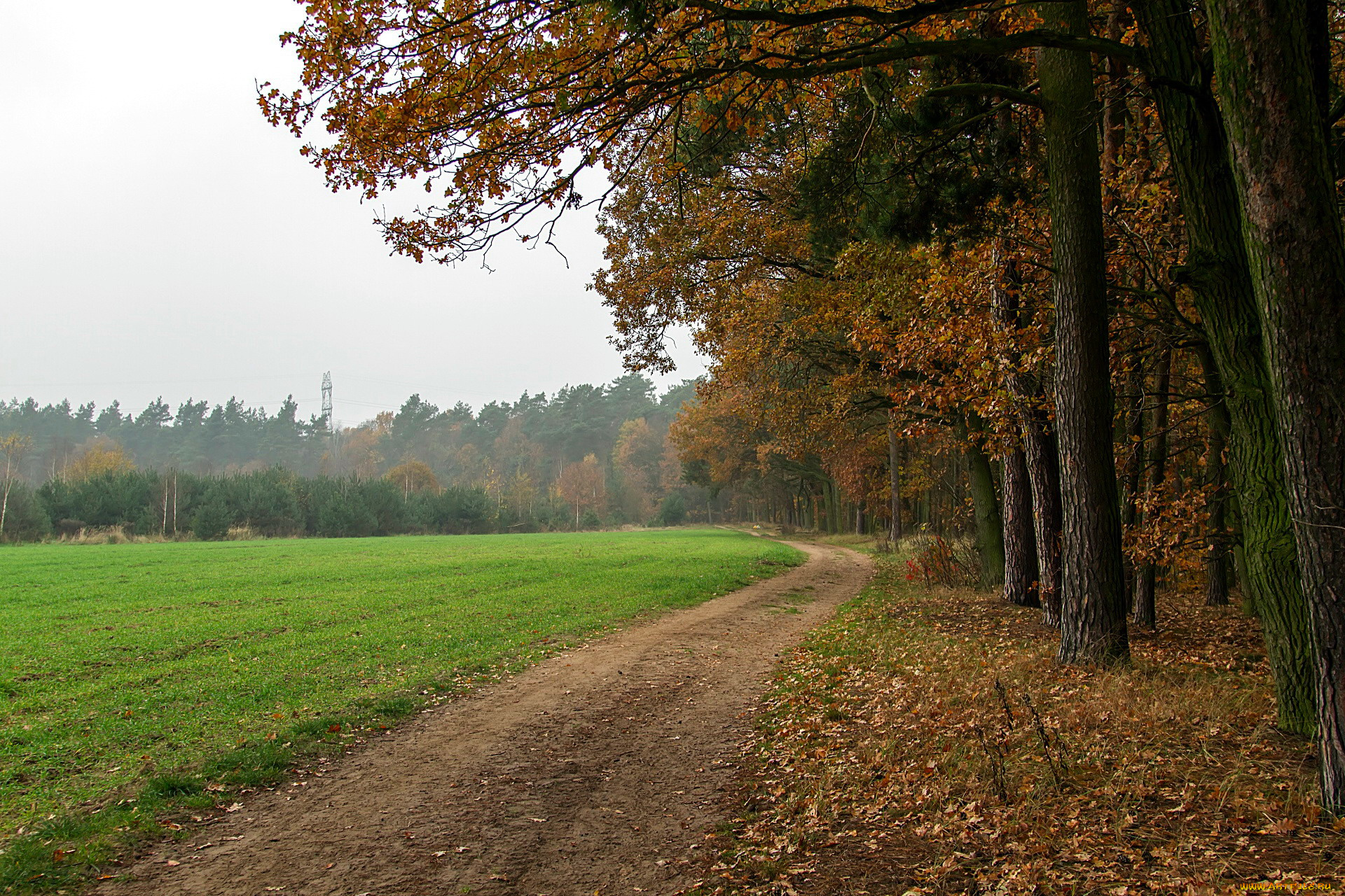 природа, дороги, осень, листопад, лес, дорога, поле