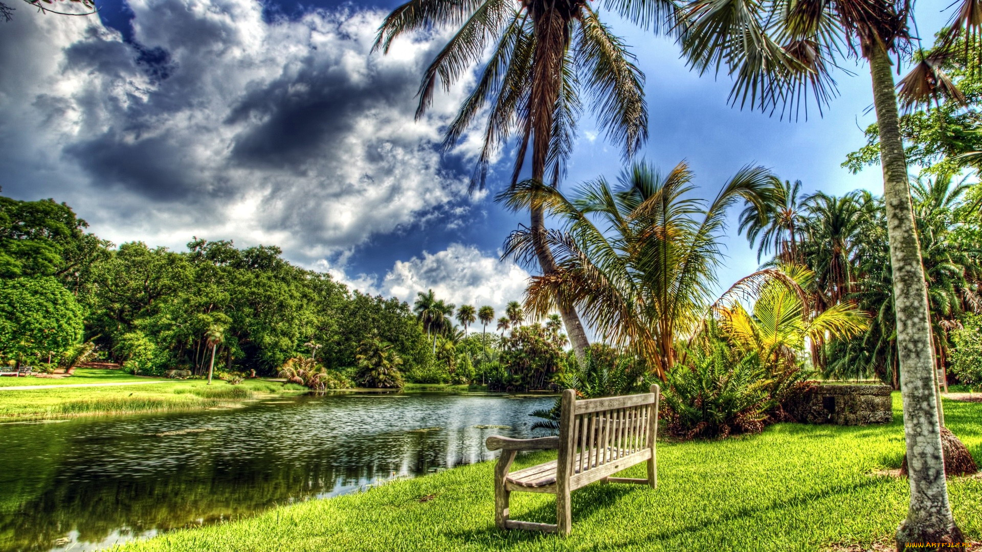 природа, парк, пруд, пальмы, скамейка
