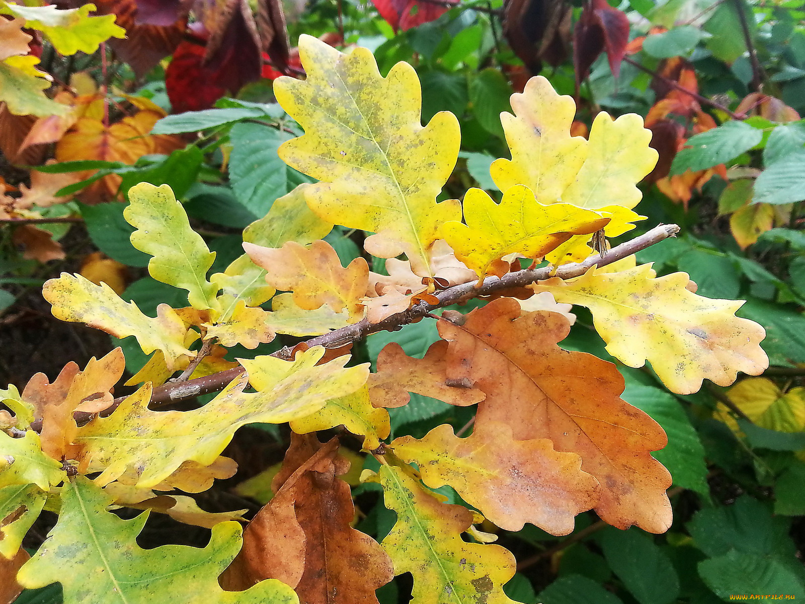 осень, 2012, природа, листья, разноцветные, желтые, красиво