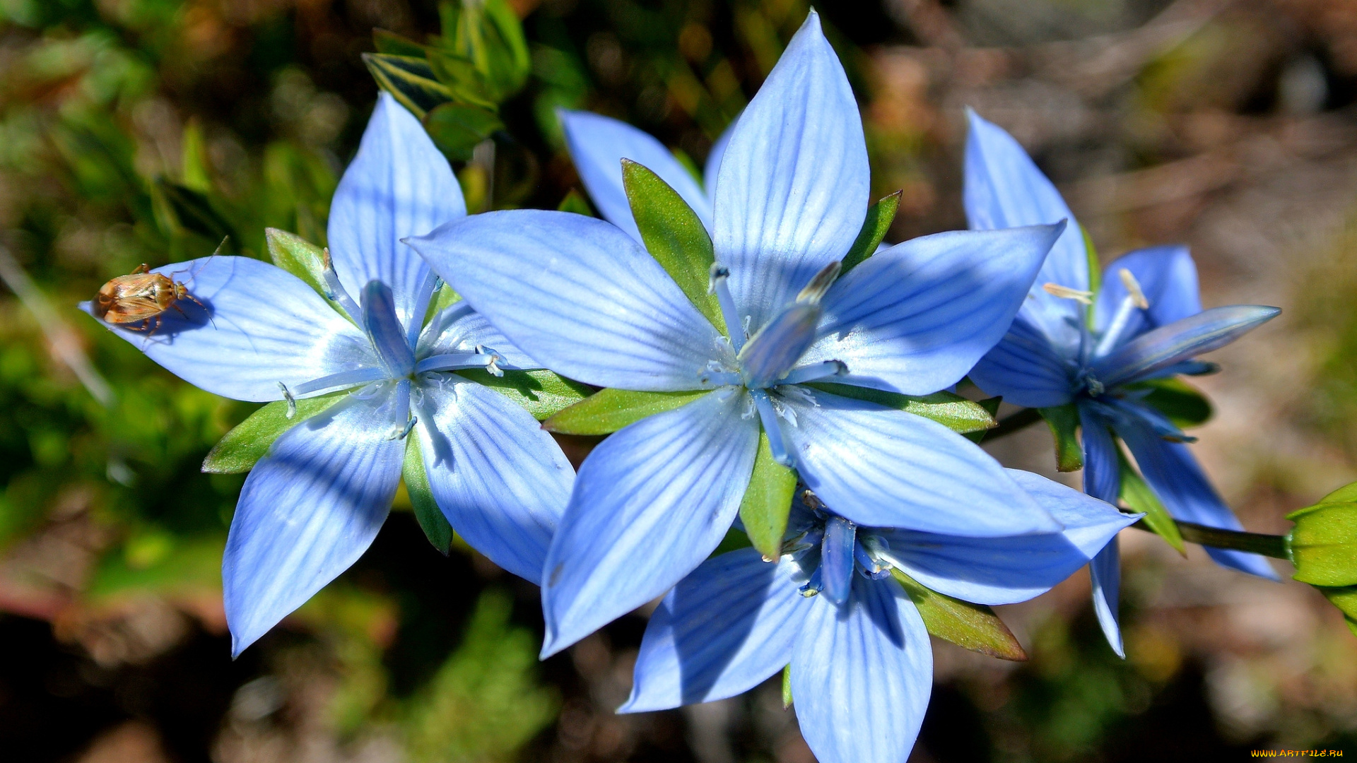 цветы, голубой