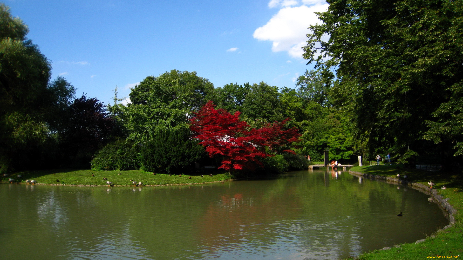 munchen, englischer, park, природа, парк