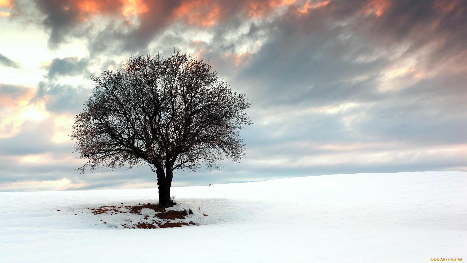 природа, деревья, облака, дерево, снег