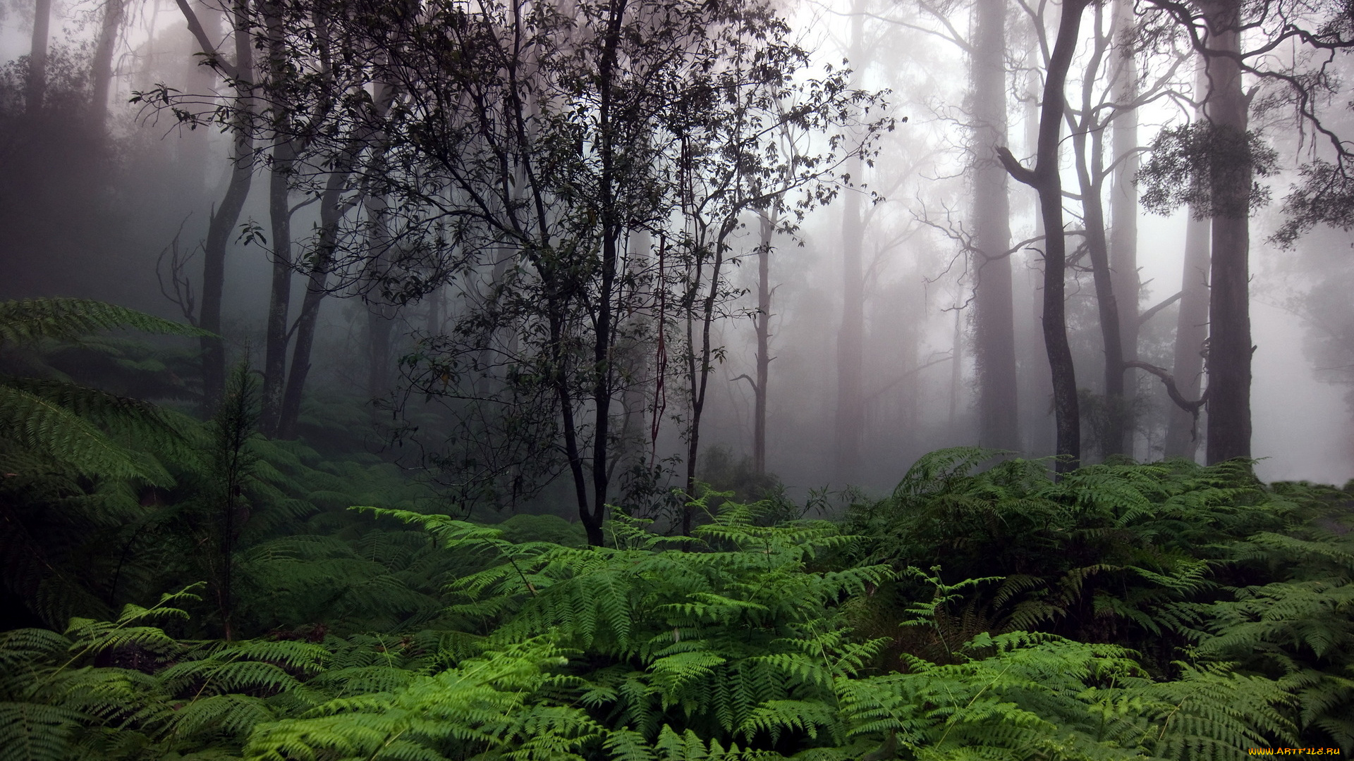 природа, лес, сумрак, папоротники, туман