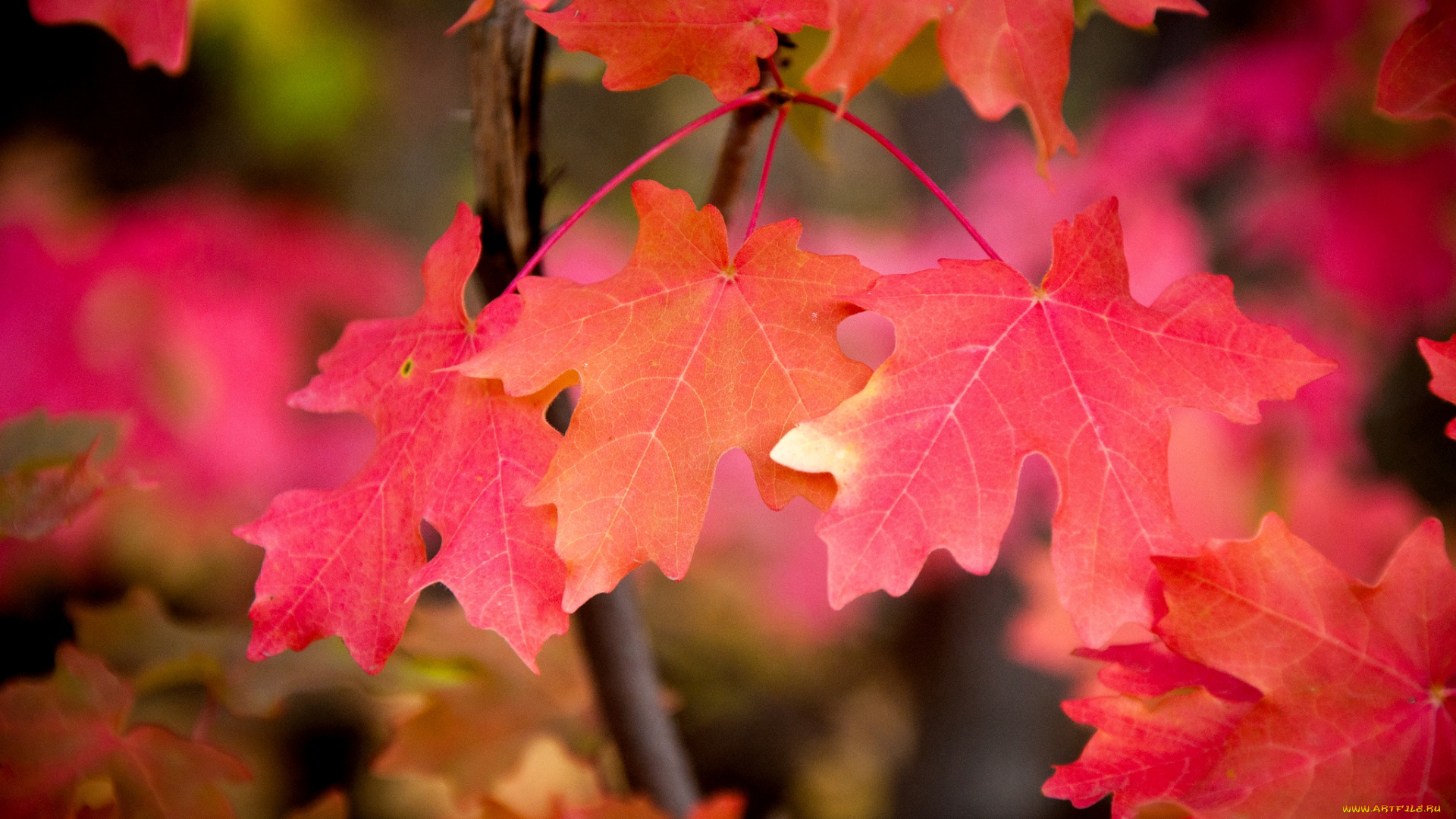 природа, листья, клен, осень, красный
