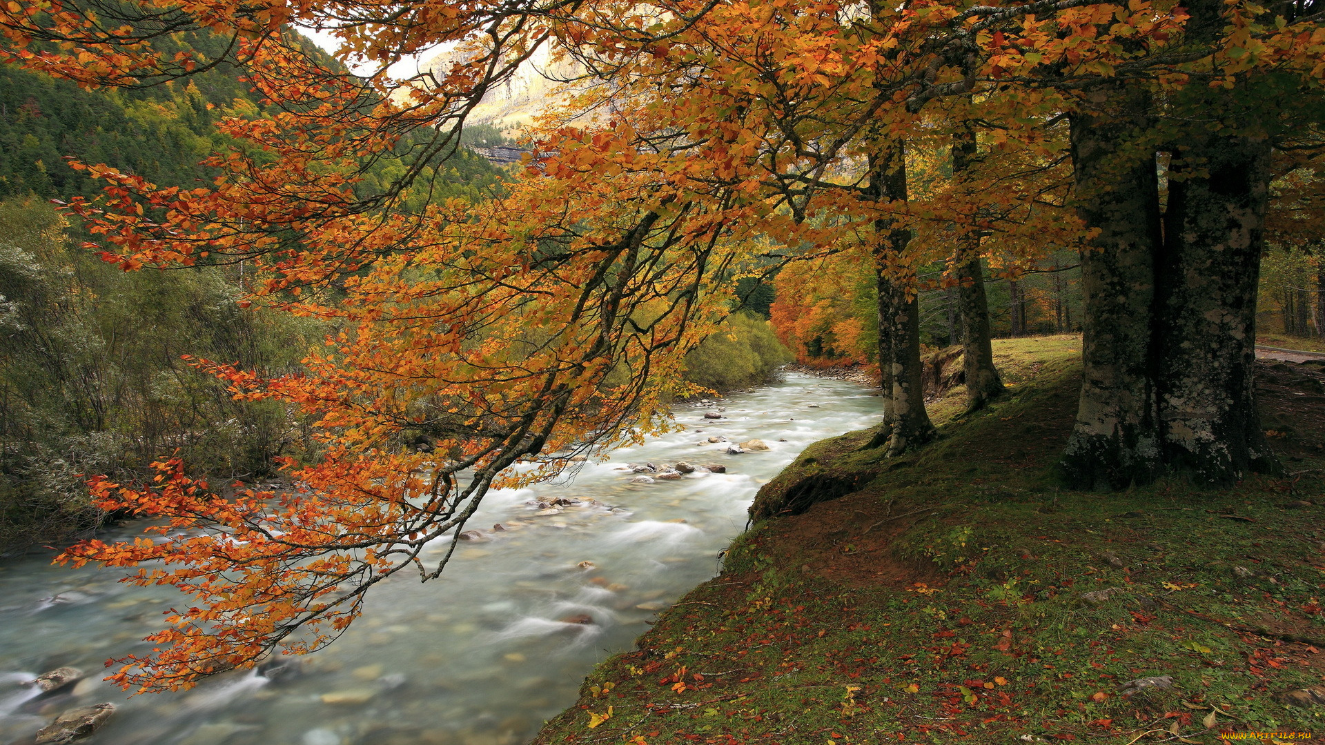 природа, реки, озера, осень, дерево, река
