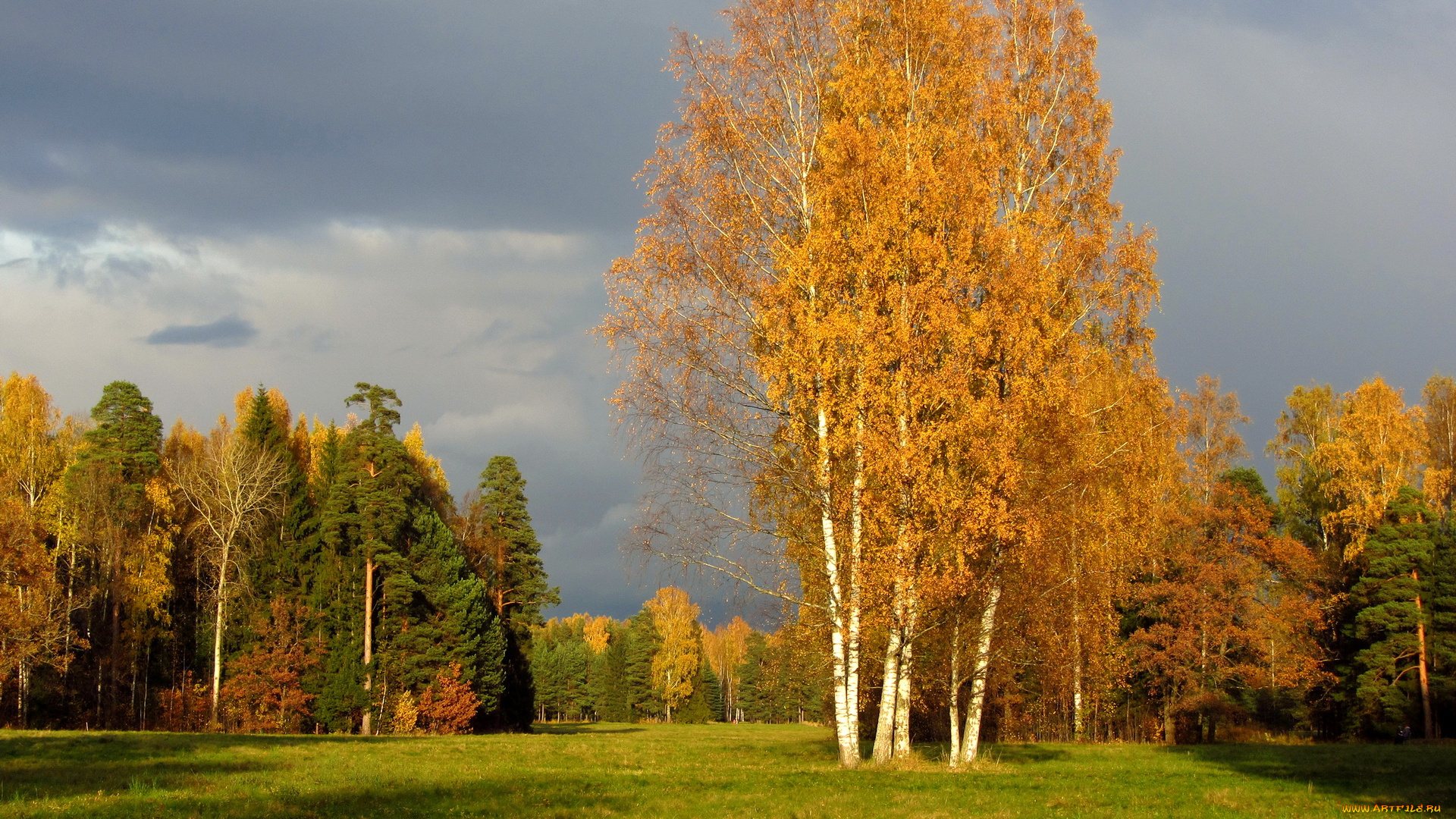 санкт, петербург, павловск, природа, деревья, осень
