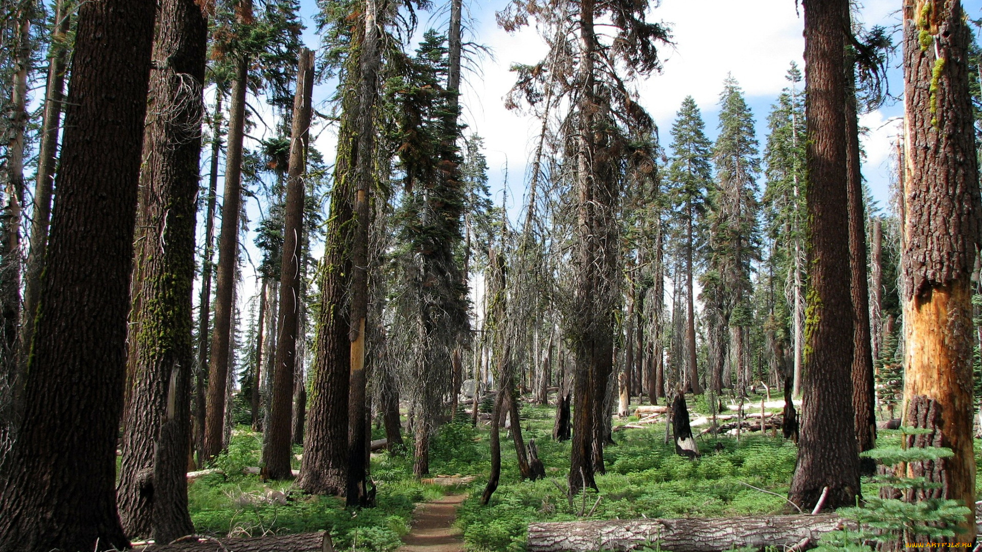sequoia, national, park, california, природа, лес, тропинки