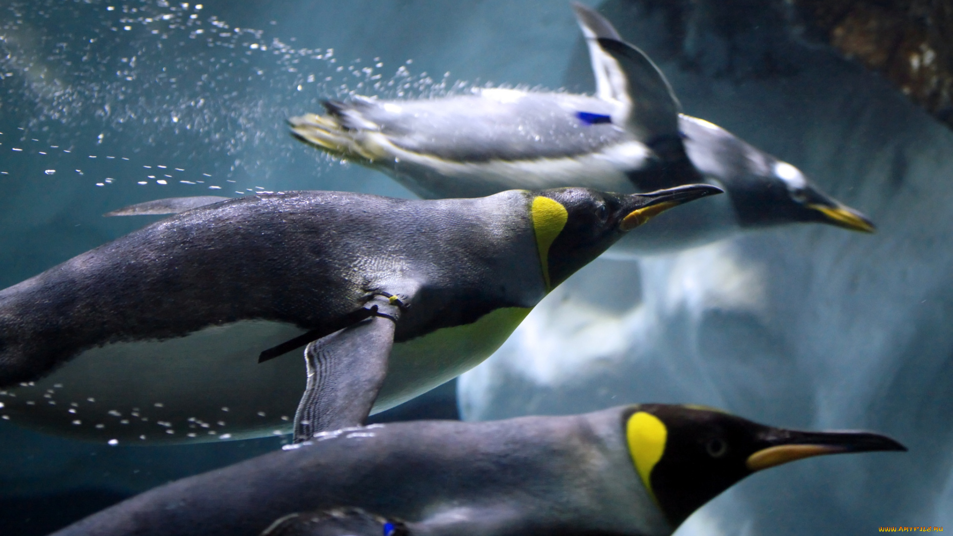 животные, пингвины, скорость, плавание