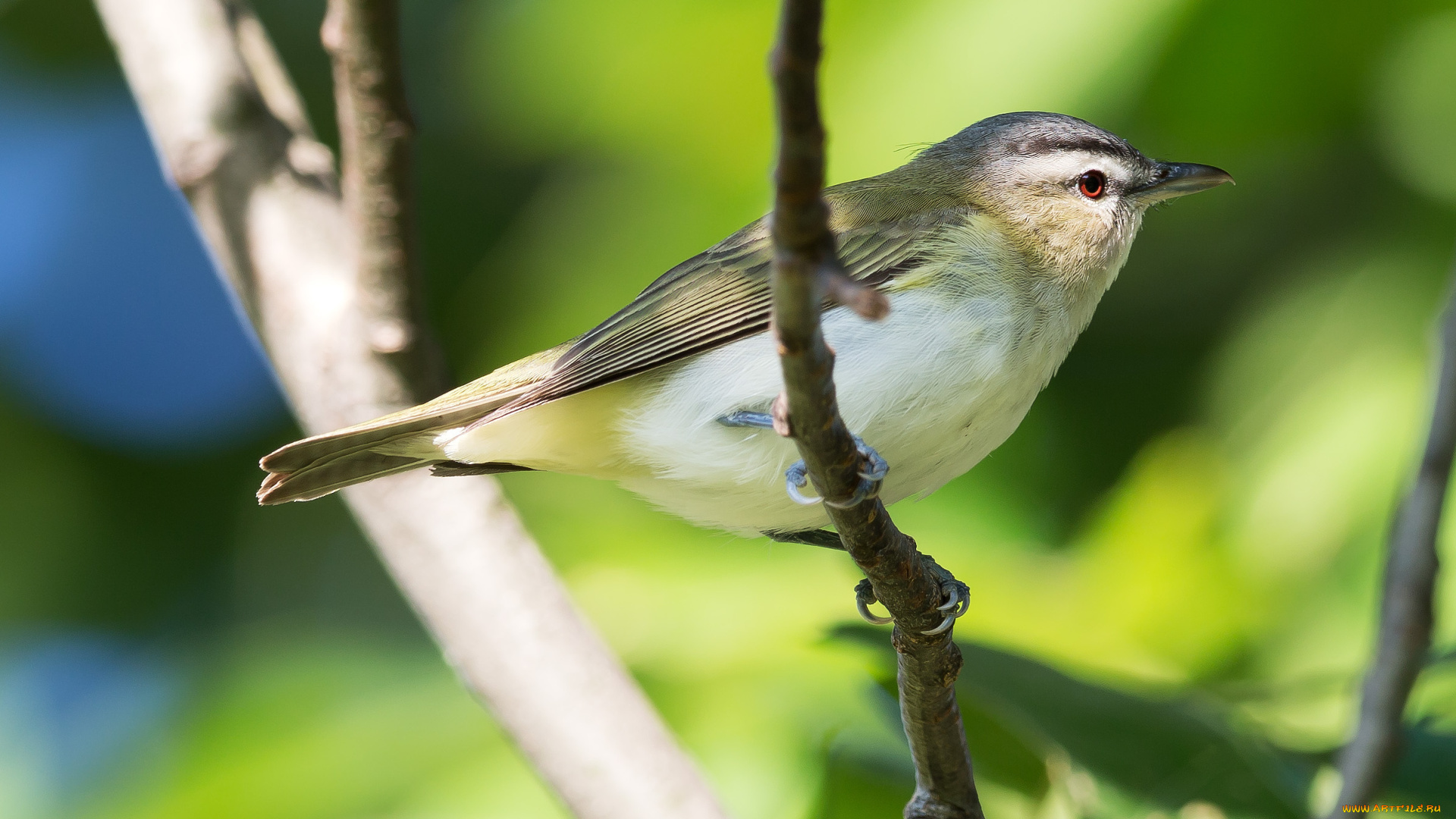 животные, птицы, ветка, red-eyed, vireo