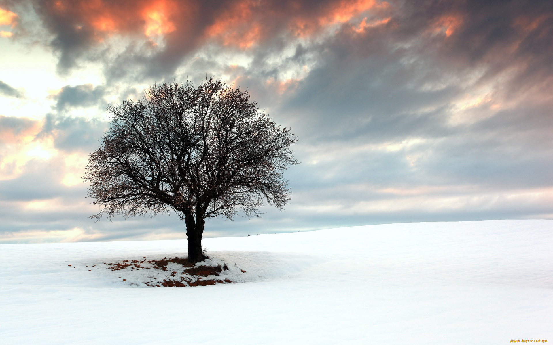 природа, деревья, облака, дерево, снег