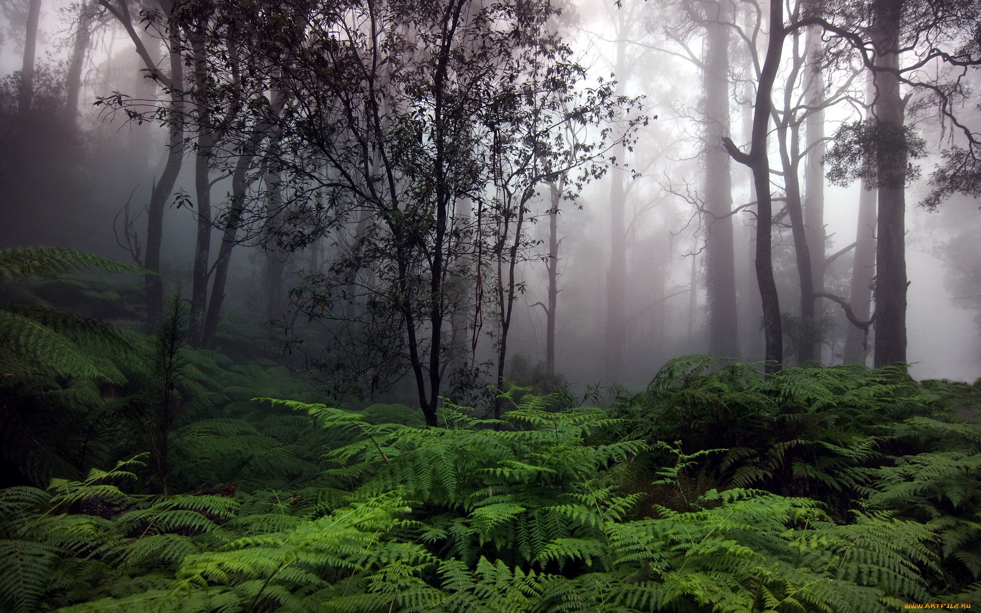 природа, лес, сумрак, папоротники, туман