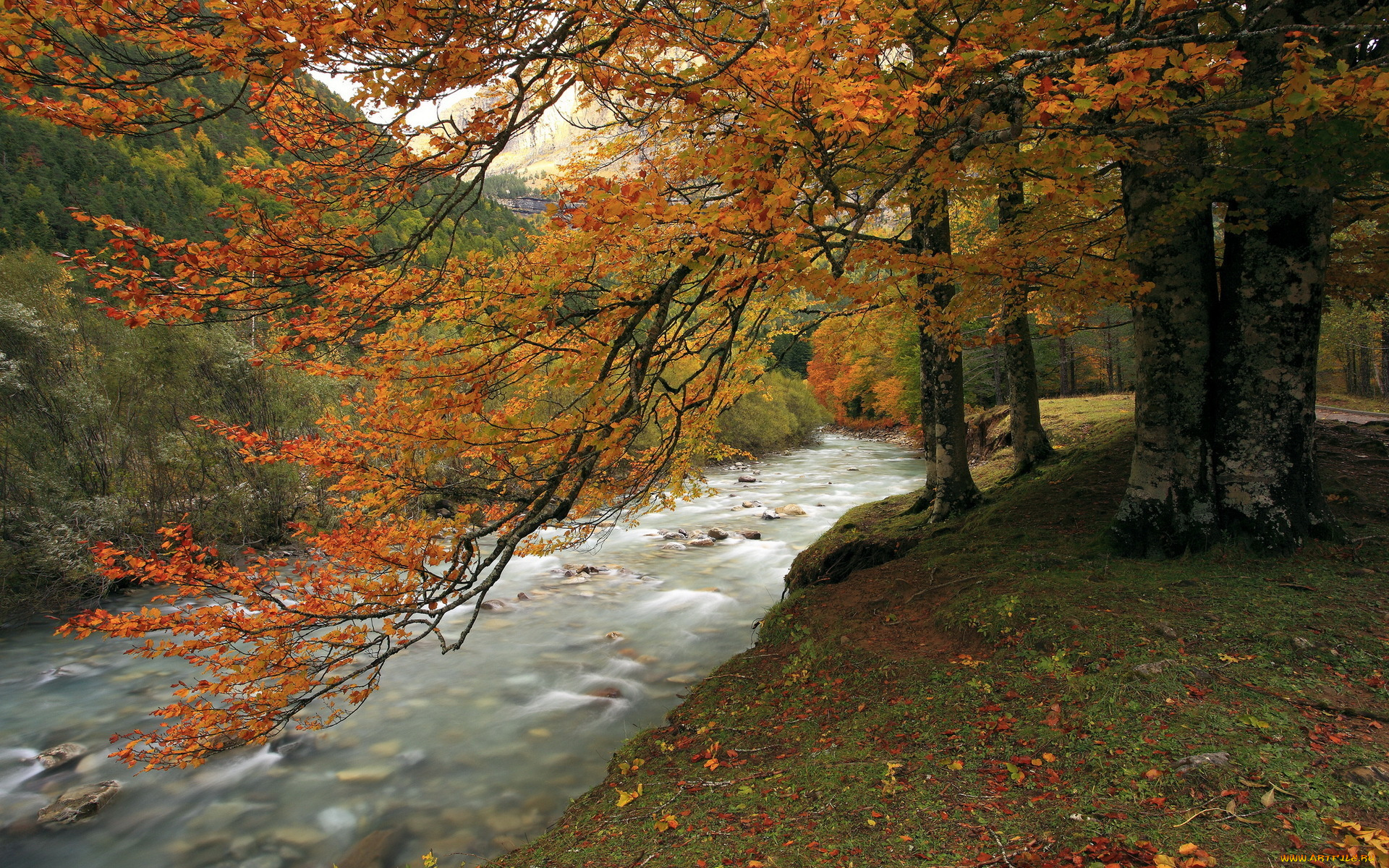 природа, реки, озера, осень, дерево, река