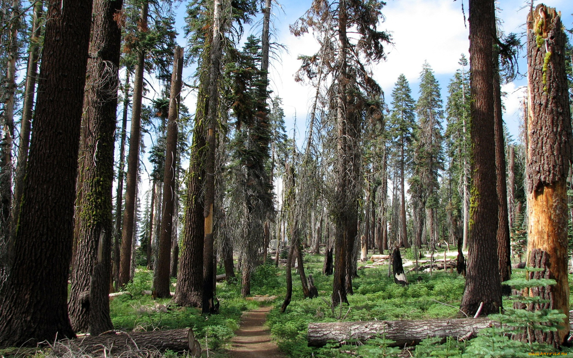 sequoia, national, park, california, природа, лес, тропинки