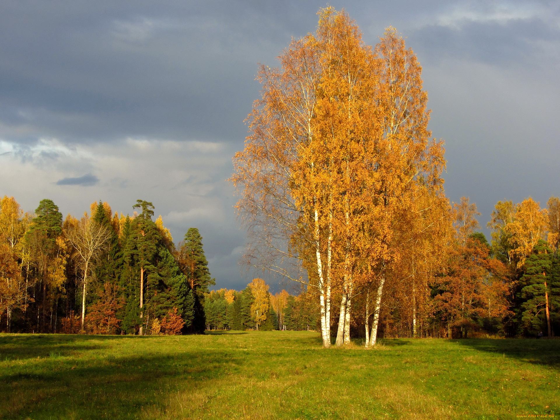 санкт, петербург, павловск, природа, деревья, осень