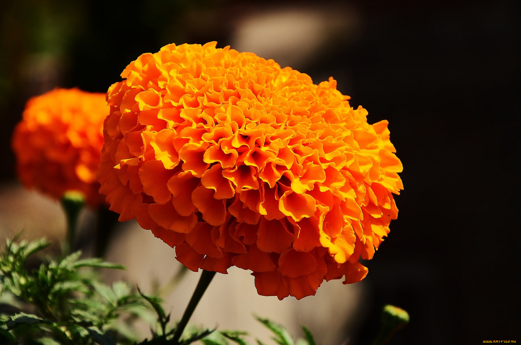 цветы, бархатцы, оранжевый