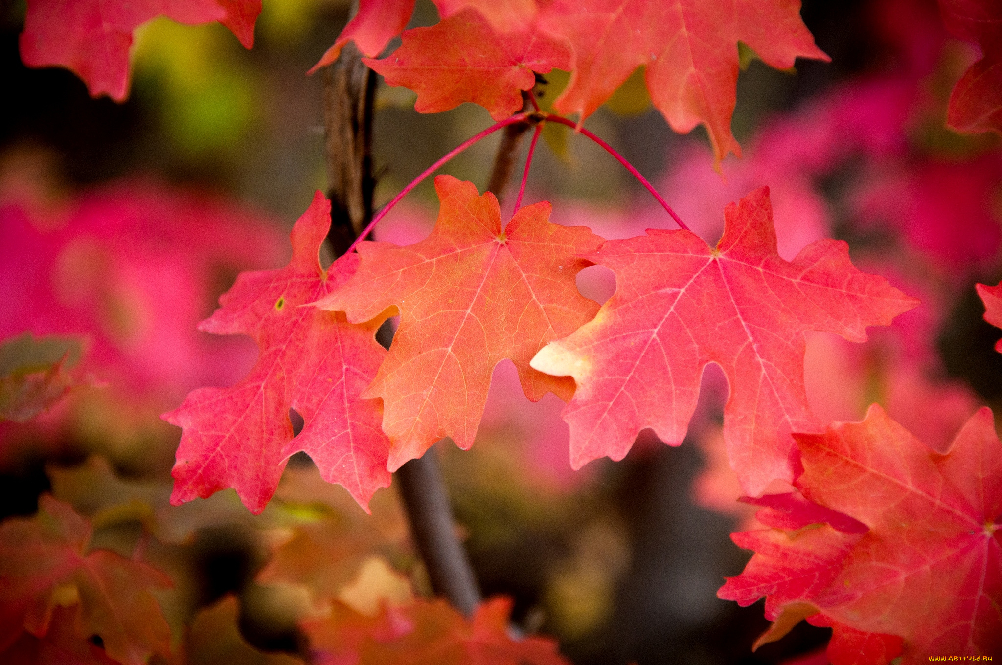 природа, листья, клен, осень, красный