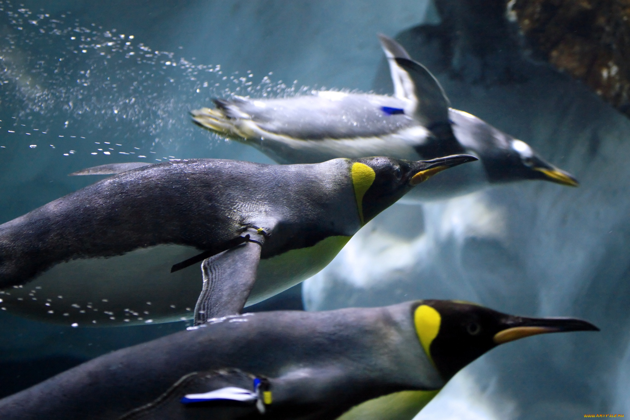 животные, пингвины, скорость, плавание