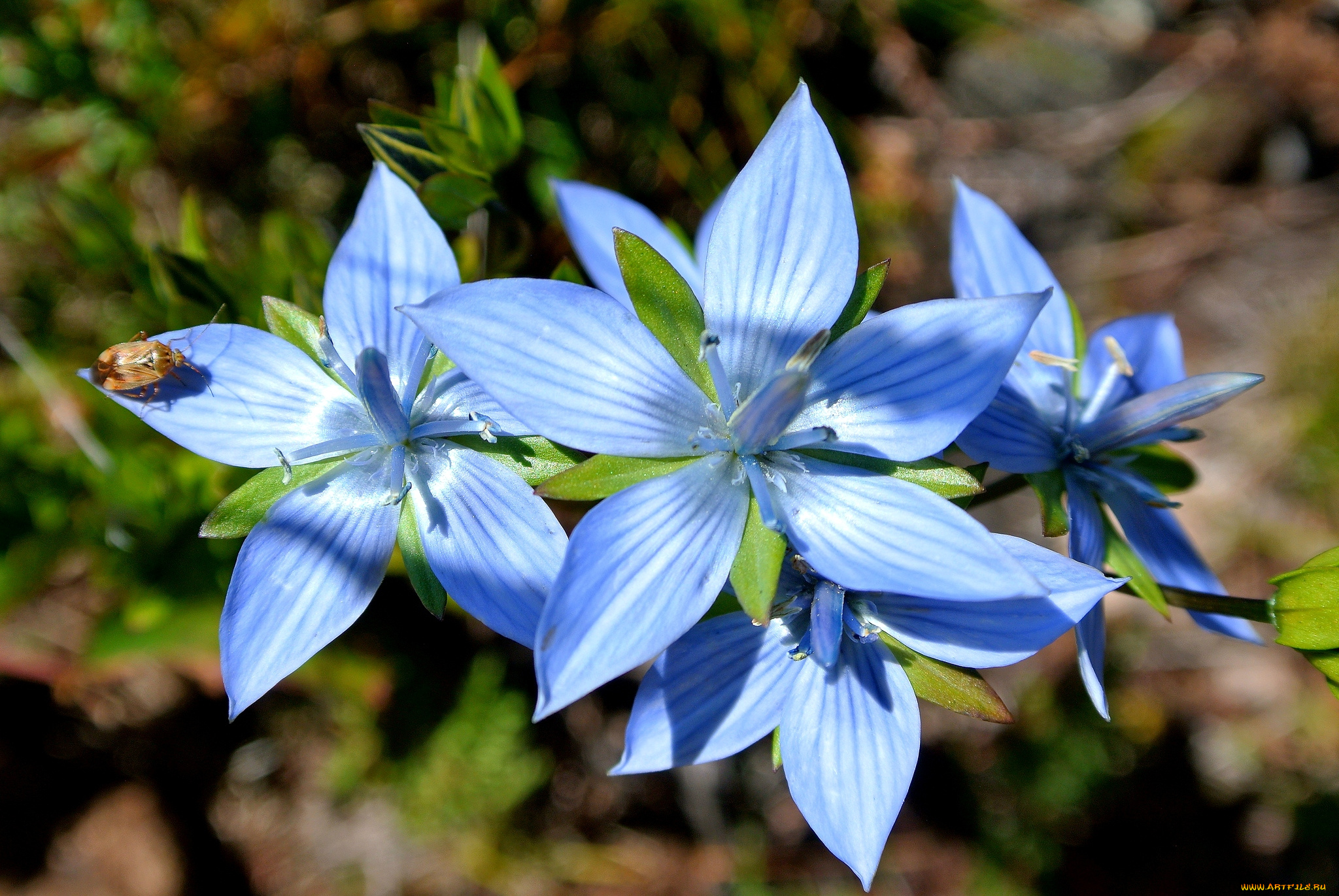 цветы, голубой