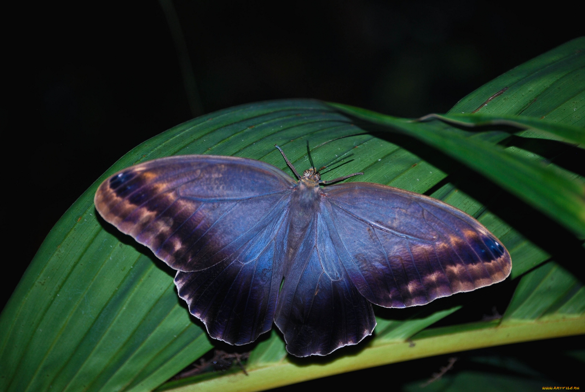 животные, бабочки, синий, крылья