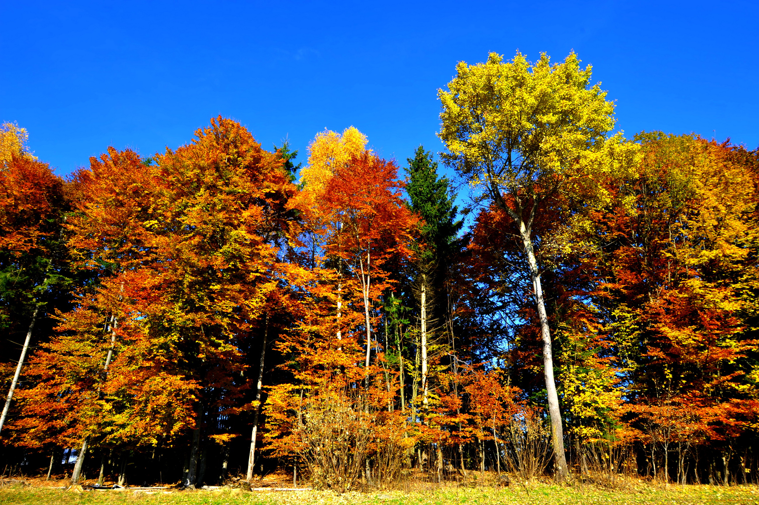 carinthia, austria, природа, лес, осень, деревья