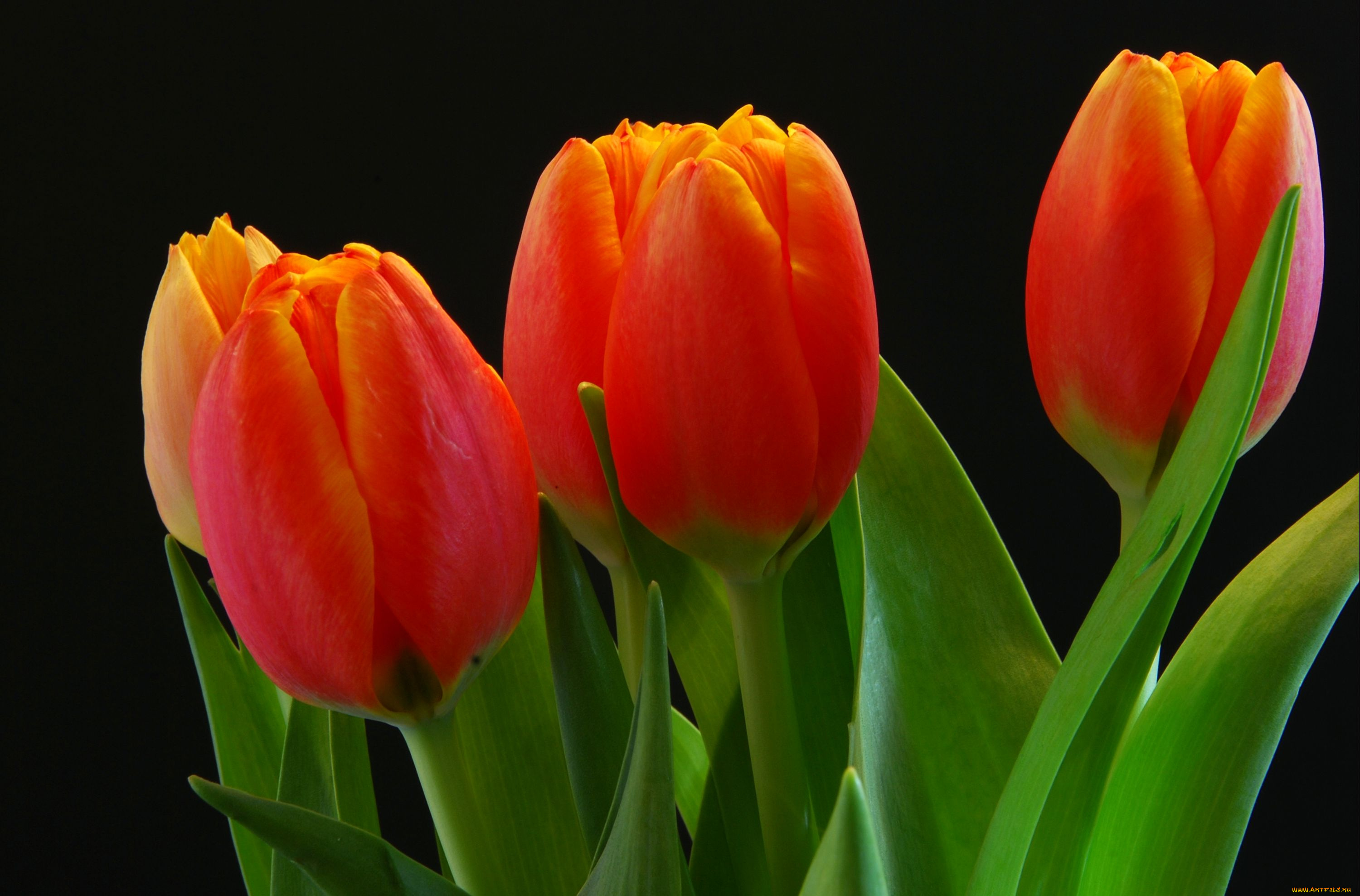 природа красные цветы тюльпаны крупный план без смс