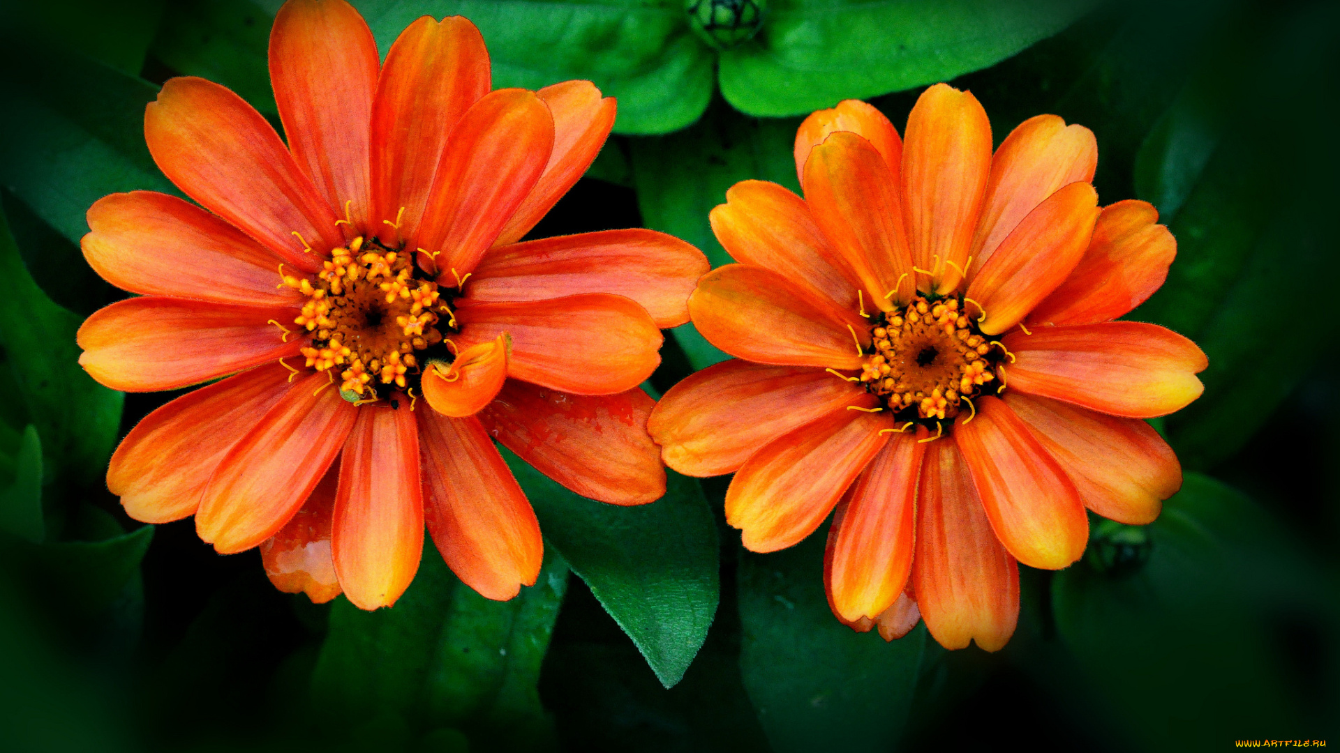 цветы, календула, оранжевый