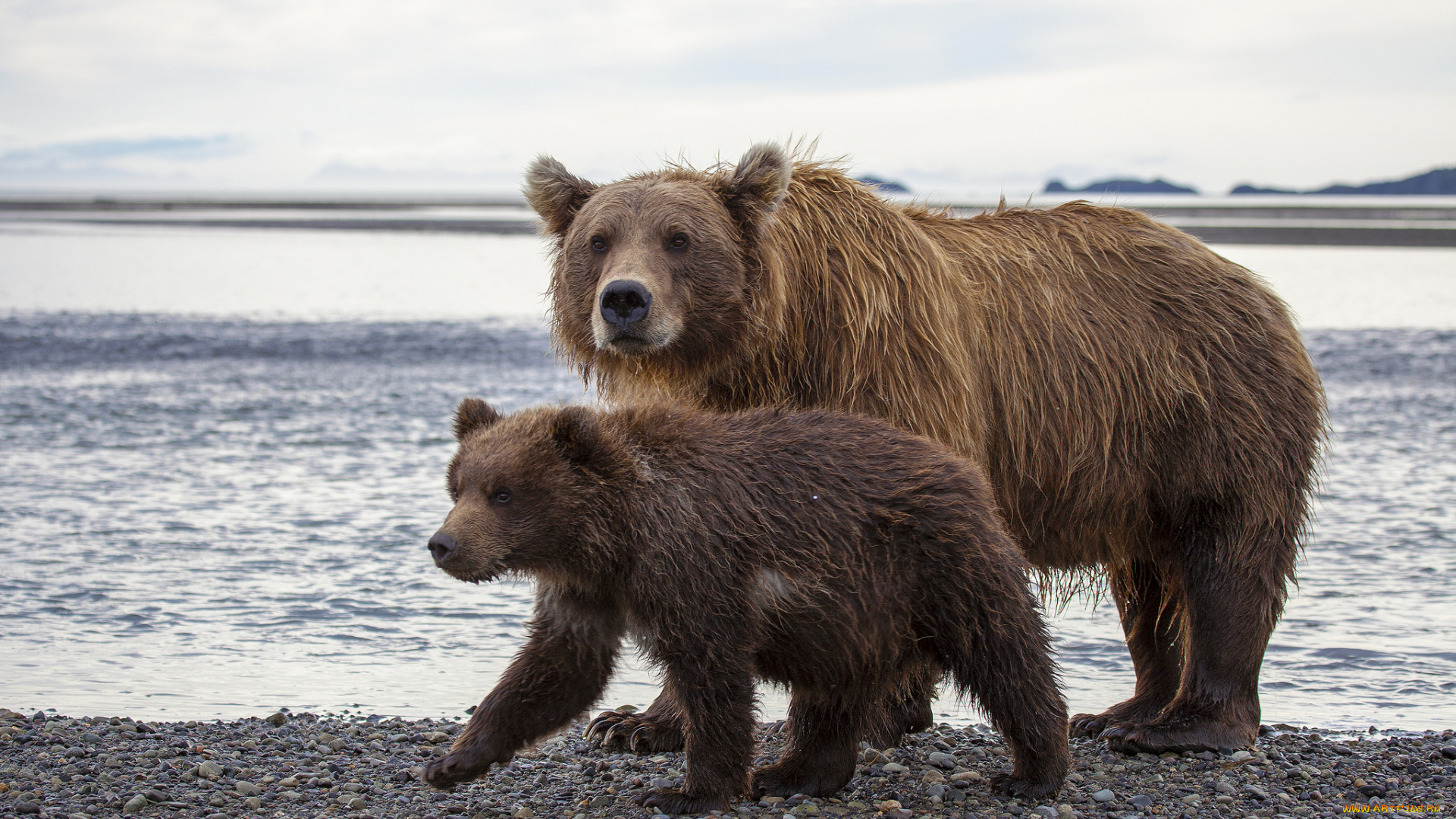 hallo, bay, bear, camp, katmai, national, park, alaska, животные, медведи, национальный, парк, катмай, аляска, бурые, медведица, медвежонок